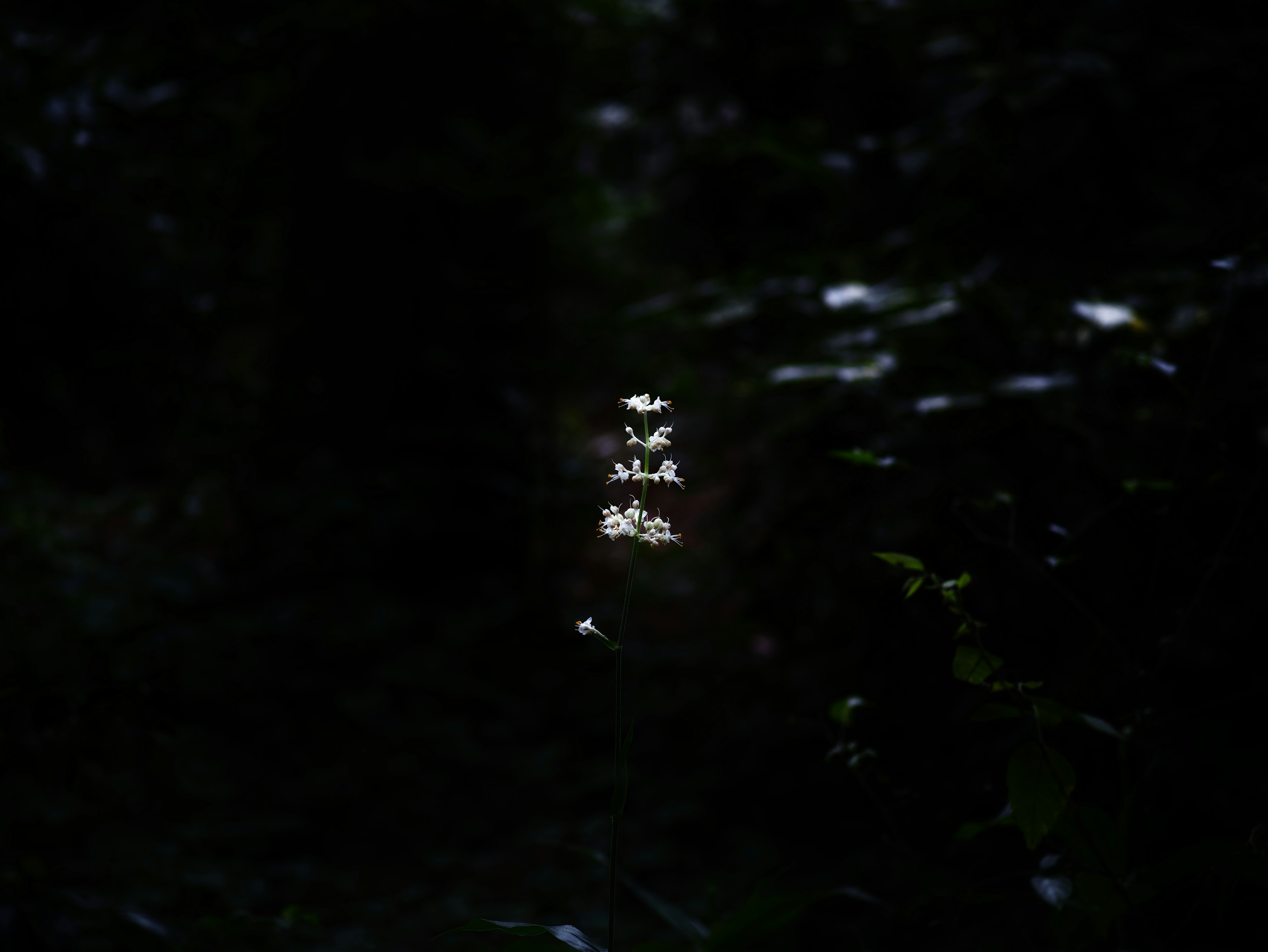 Gruppo di fiori luminosi in una foresta scura