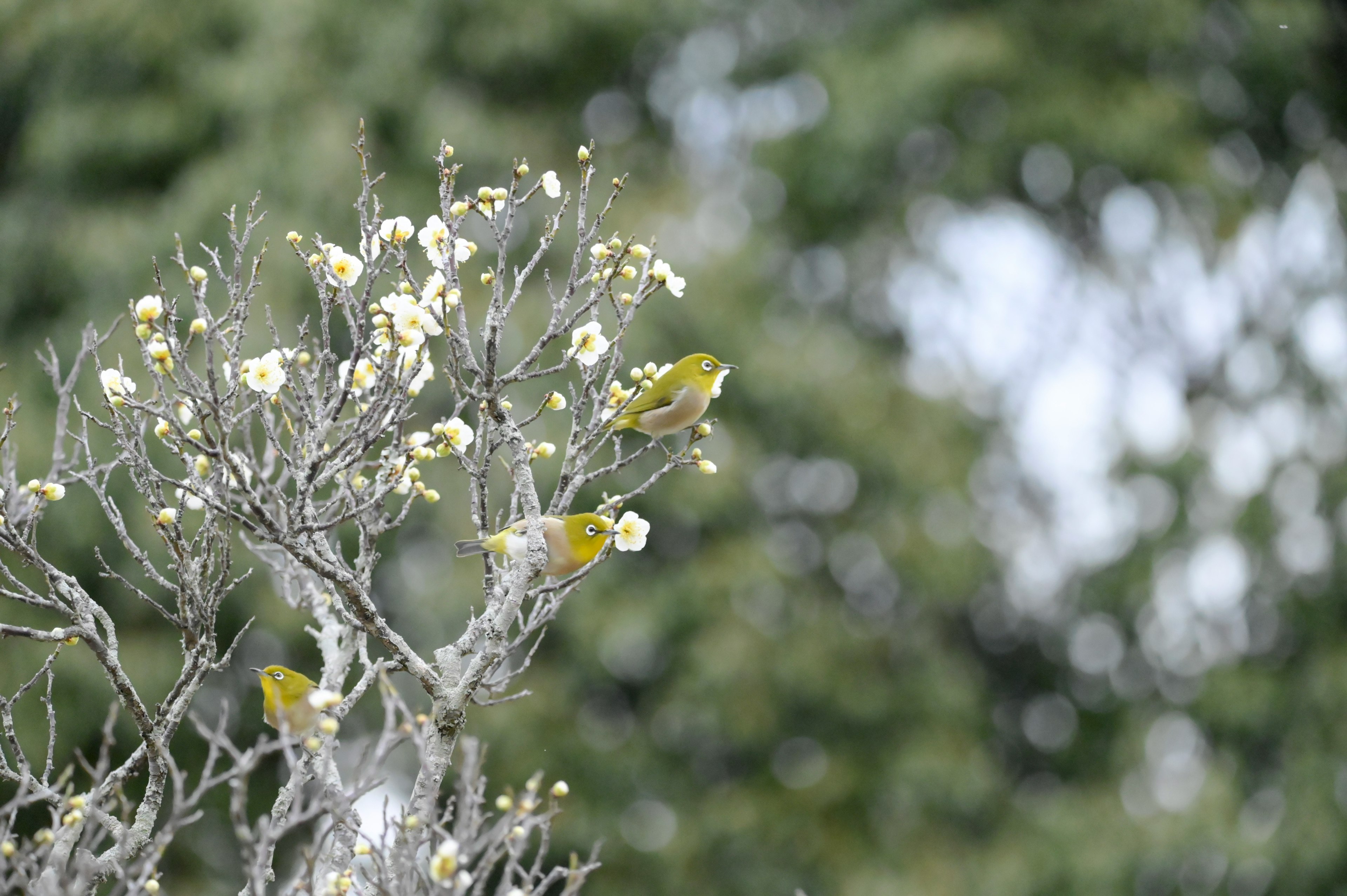 花が咲く木にとまる小さな鳥たち