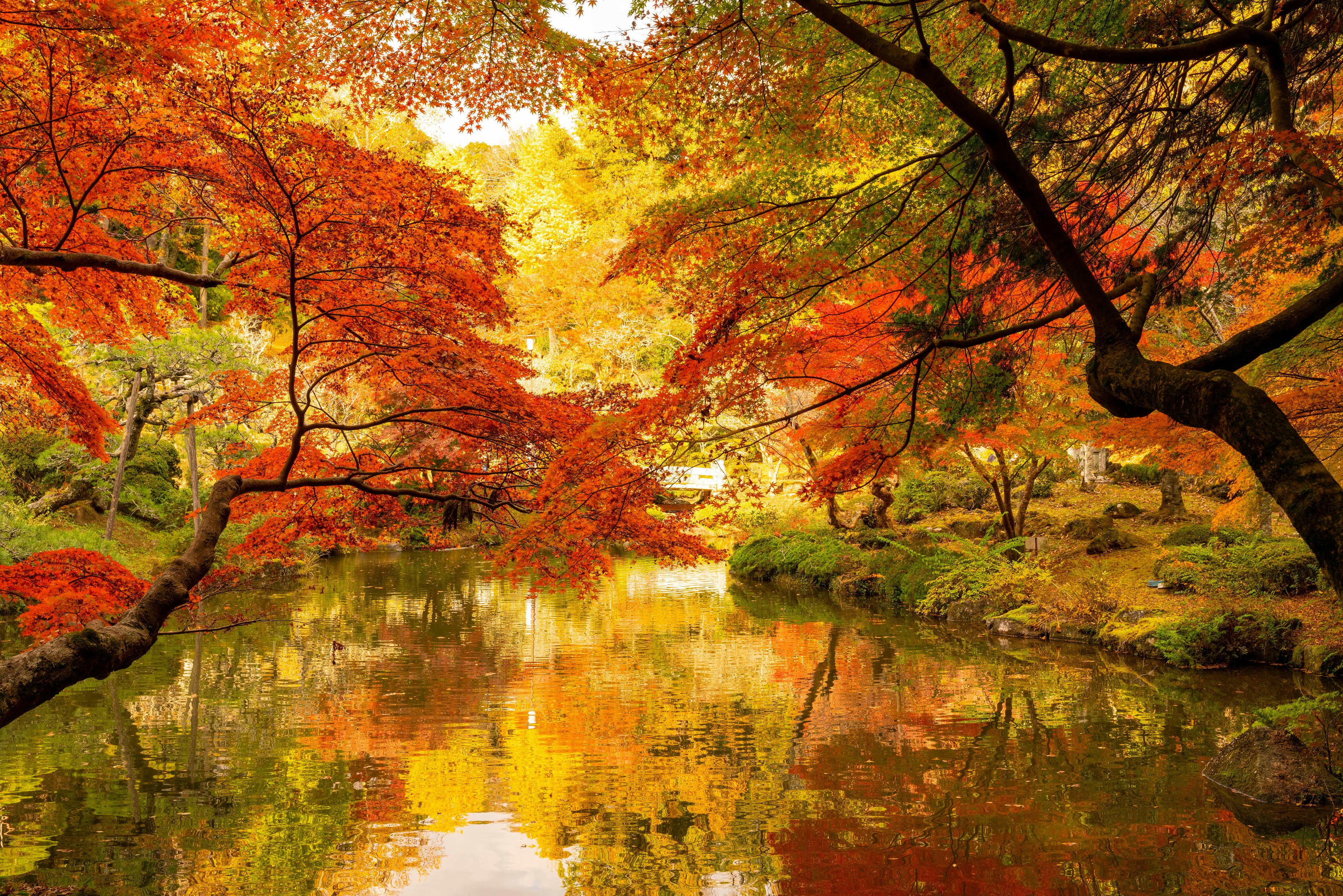 Vista escénica de un estanque de jardín japonés rodeado de vibrante follaje otoñal