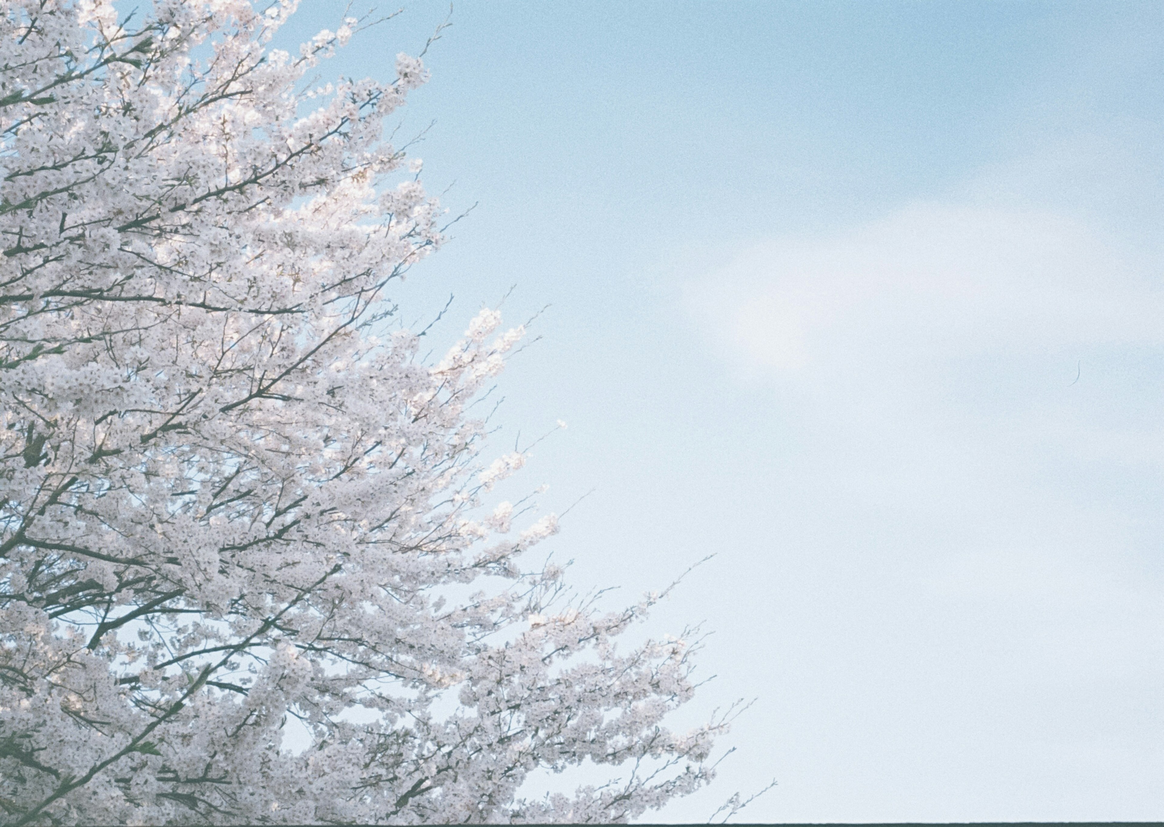 Branches of cherry blossoms blooming against a clear blue sky