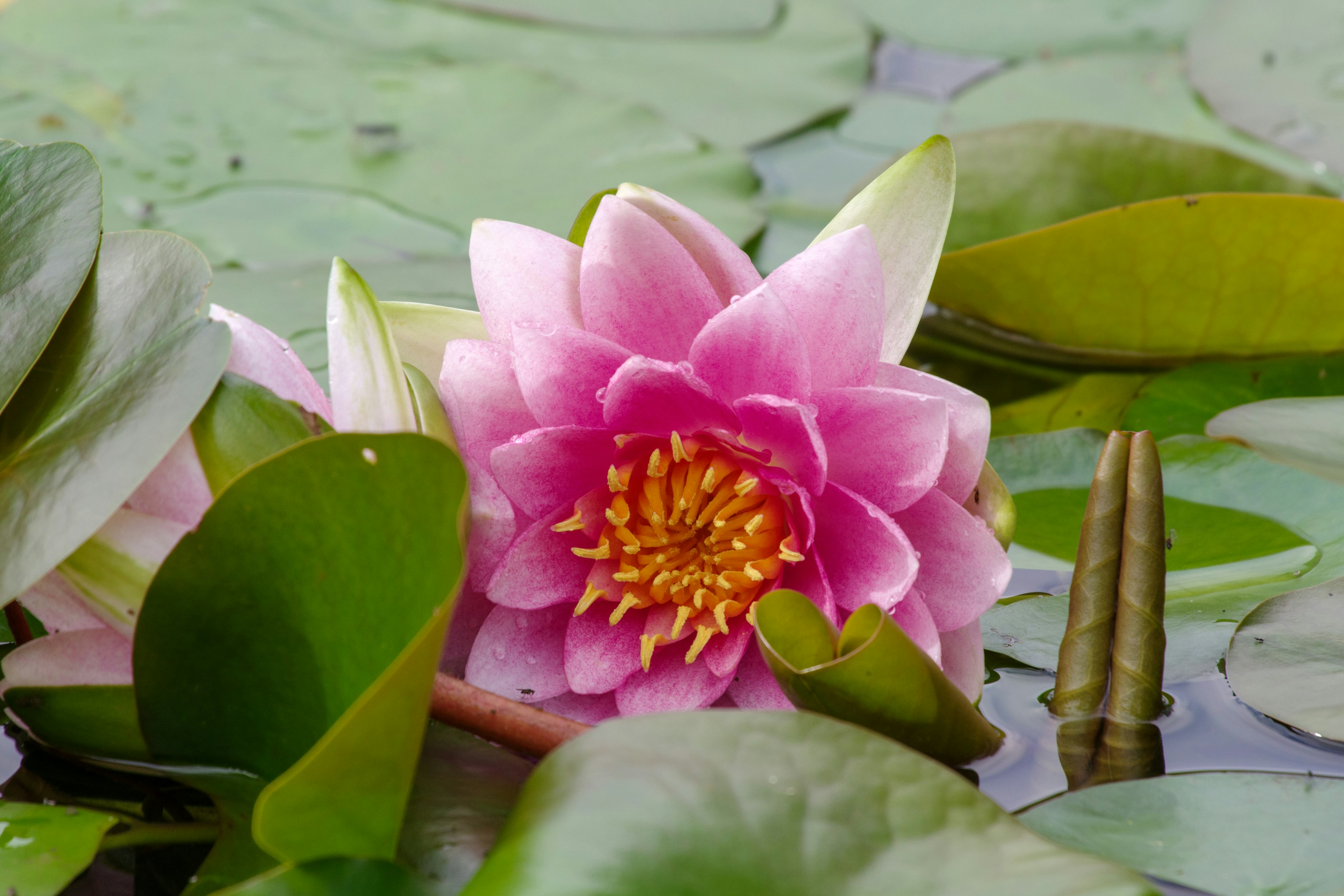 A beautiful pink water lily floating on the water surface