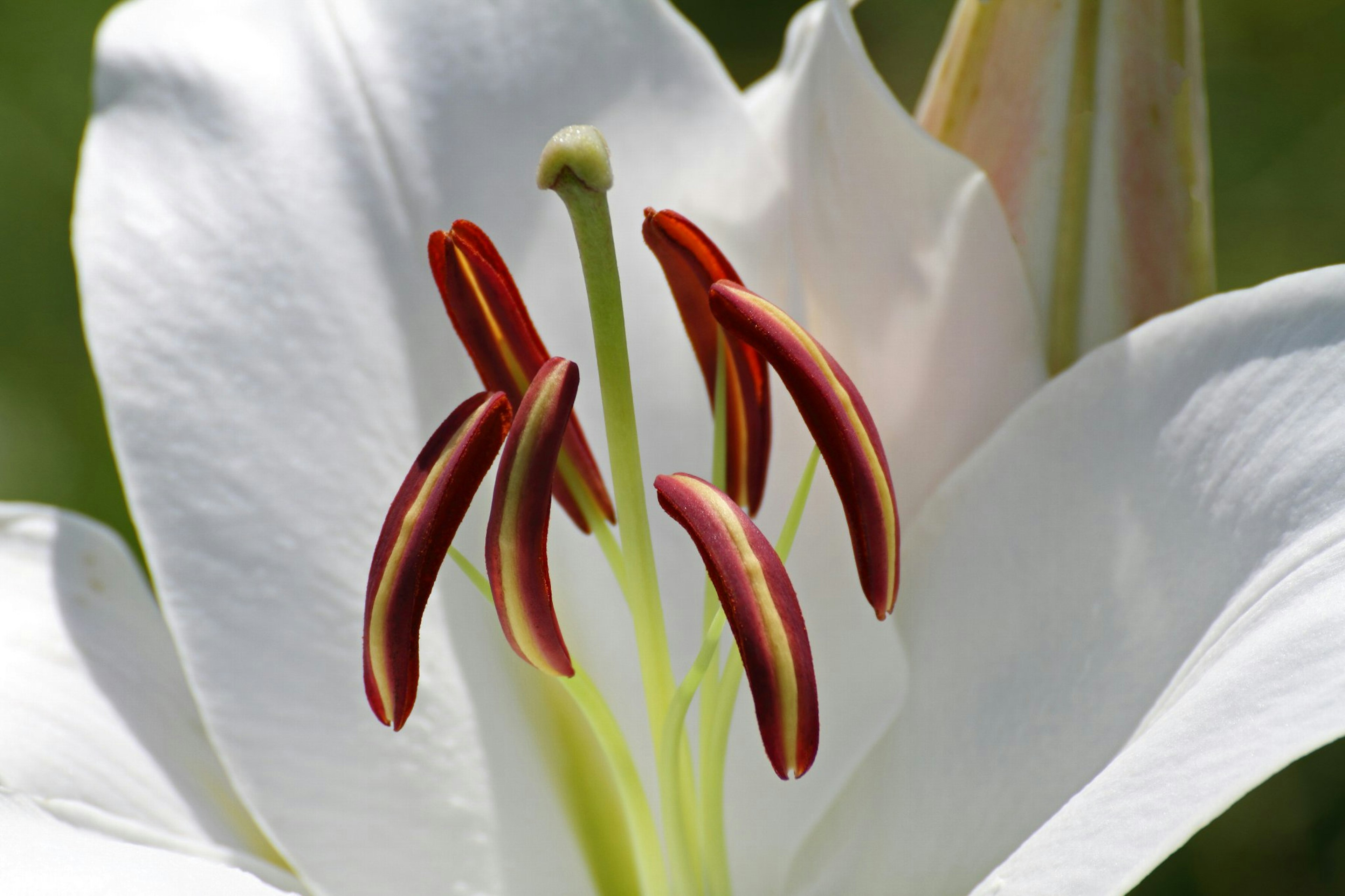 Acercamiento de una flor de lirio blanco con estambres rojos