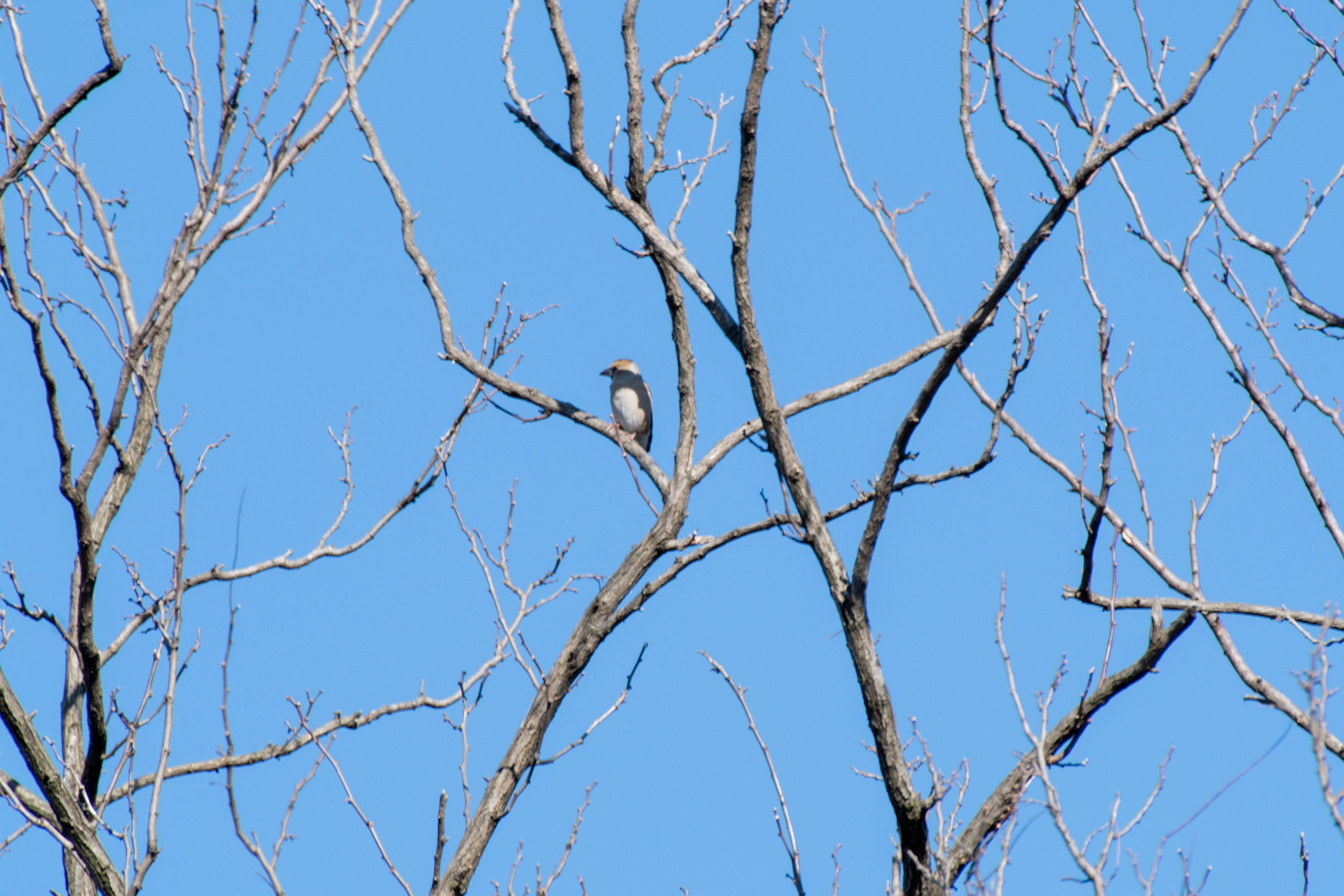 Ein kleiner Vogel sitzt auf kahlen Ästen vor einem blauen Himmel