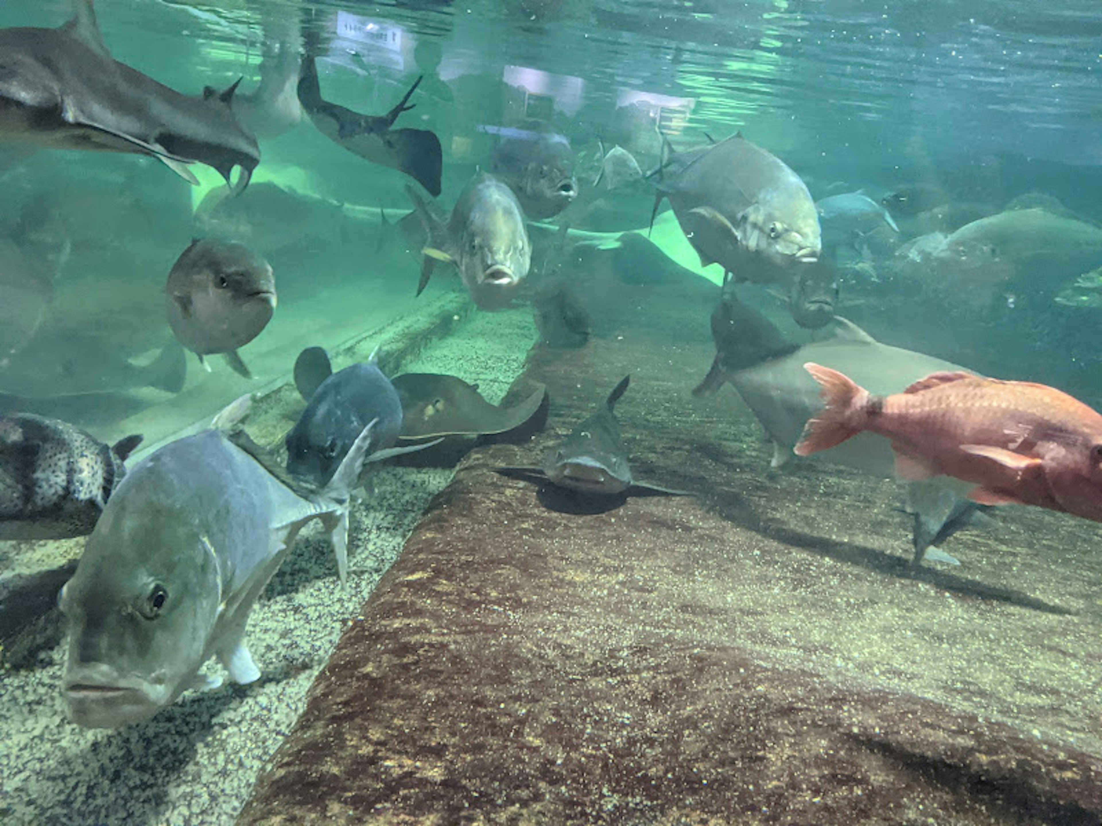 Adegan bawah air dengan berbagai ikan berenang termasuk ikan abu-abu besar dan ikan merah