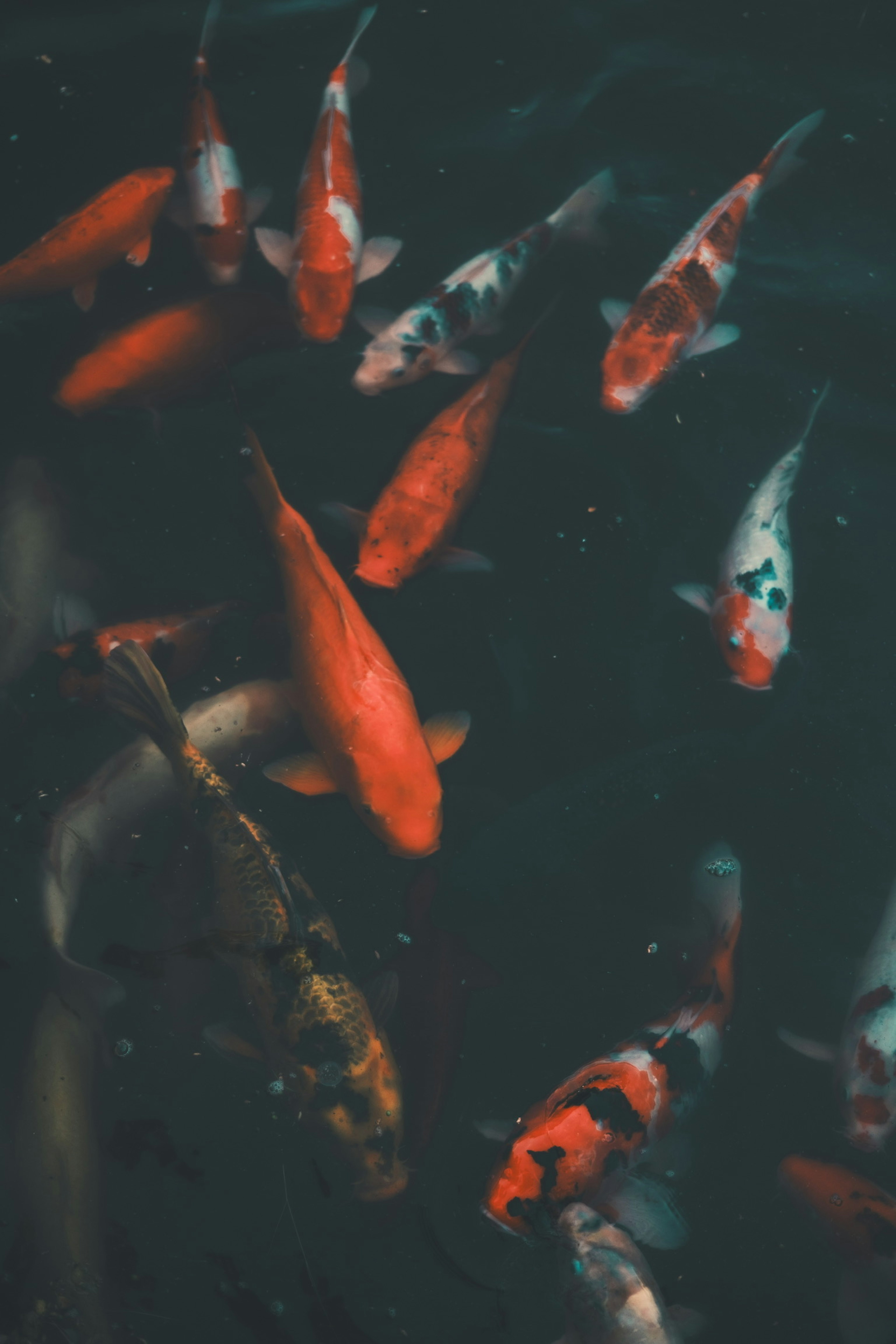 Cardumen de peces koi nadando bajo el agua con patrones rojos y blancos