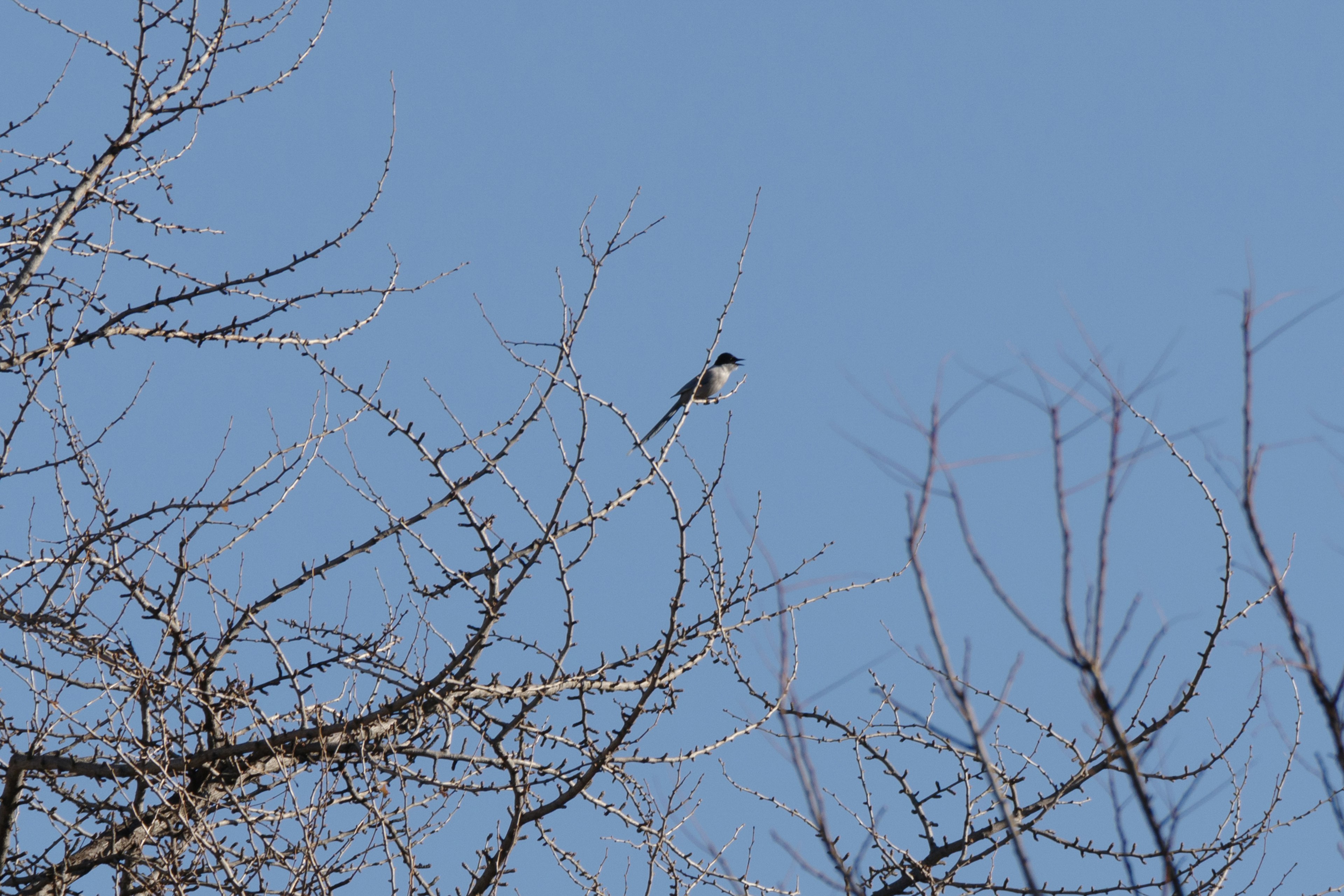 青空を背景にした木の枝にとまる鳥