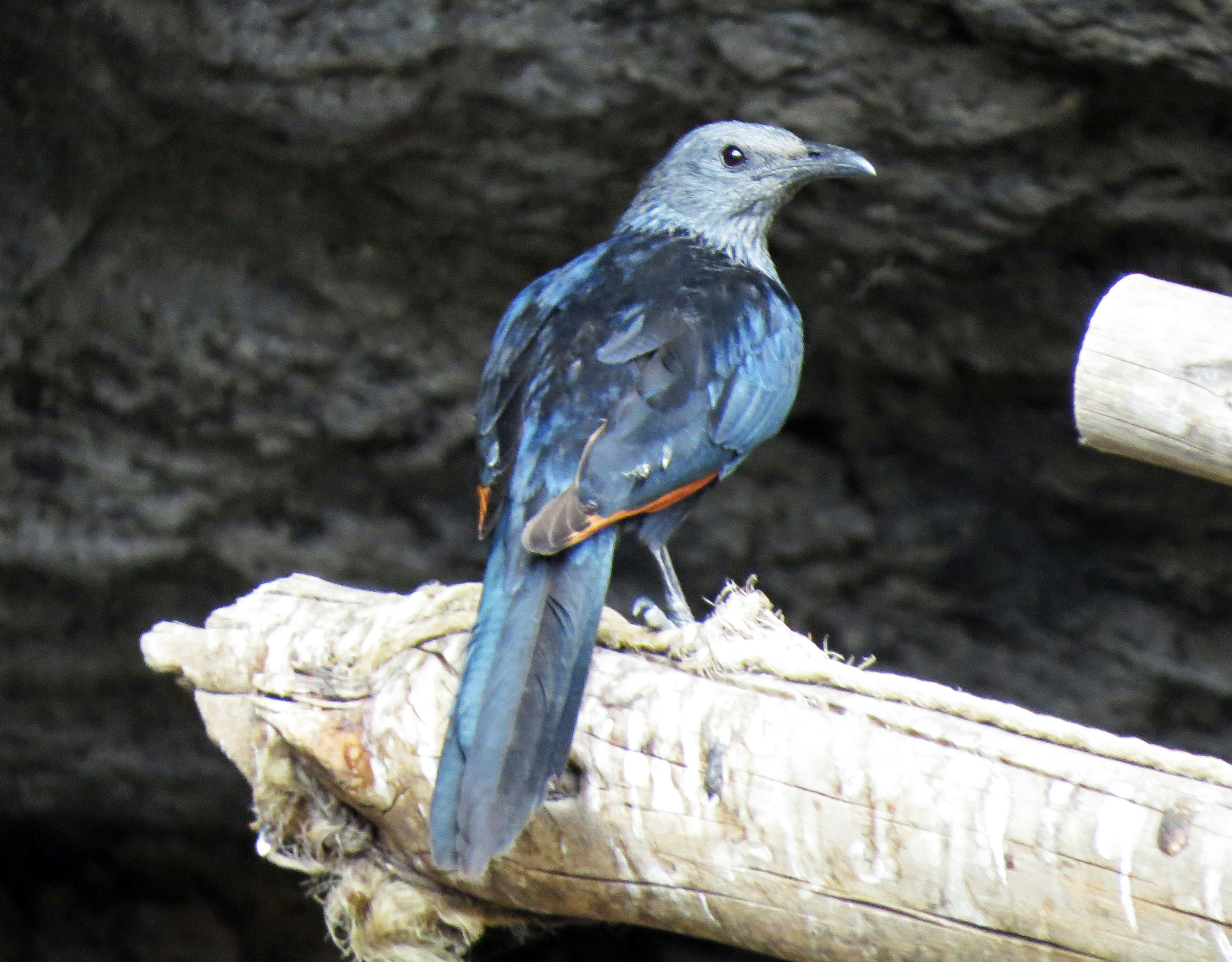 青みがかった羽色の鳥が木の枝に止まっている