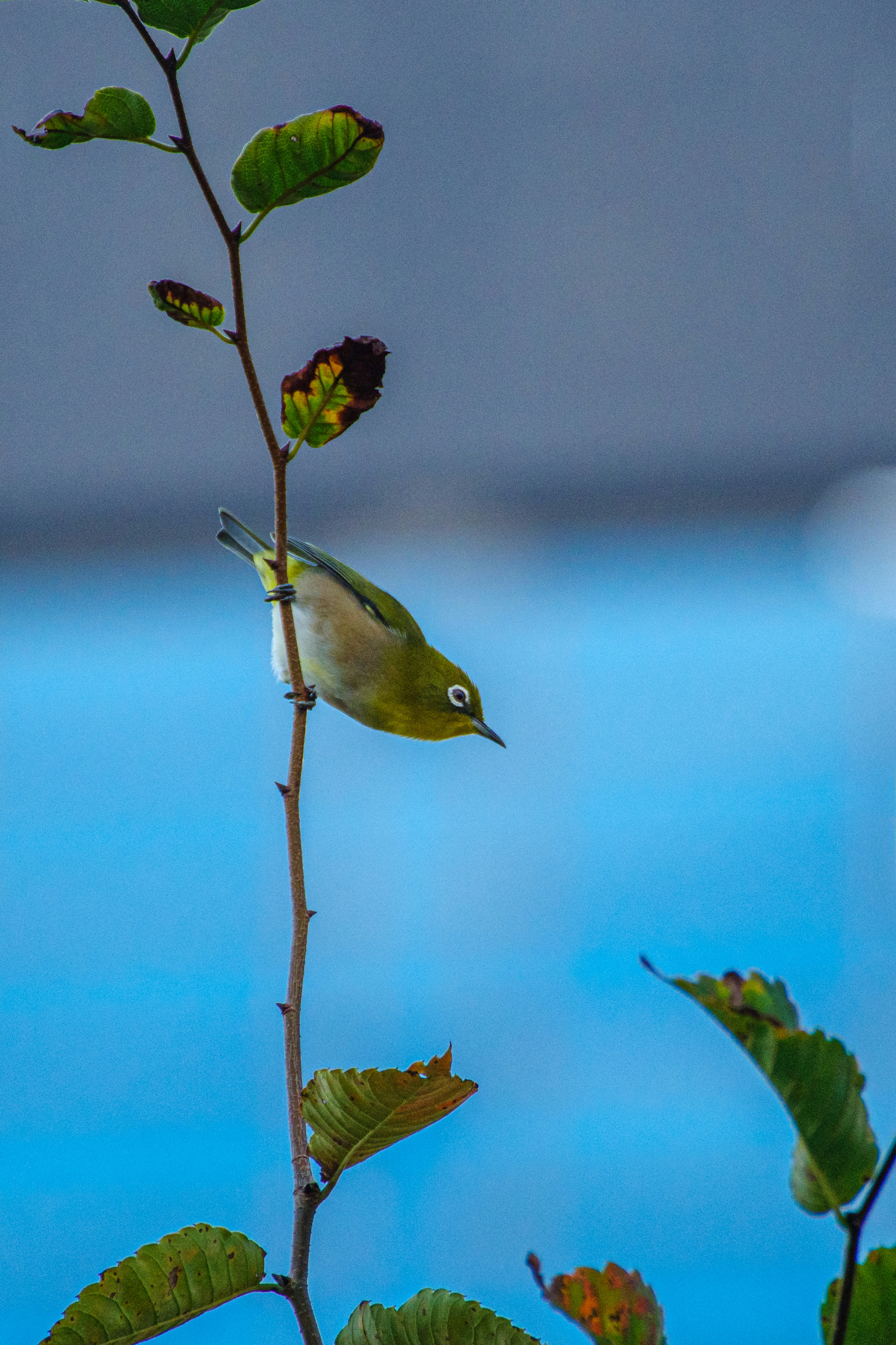 青い背景の小さな鳥が枝に止まっている