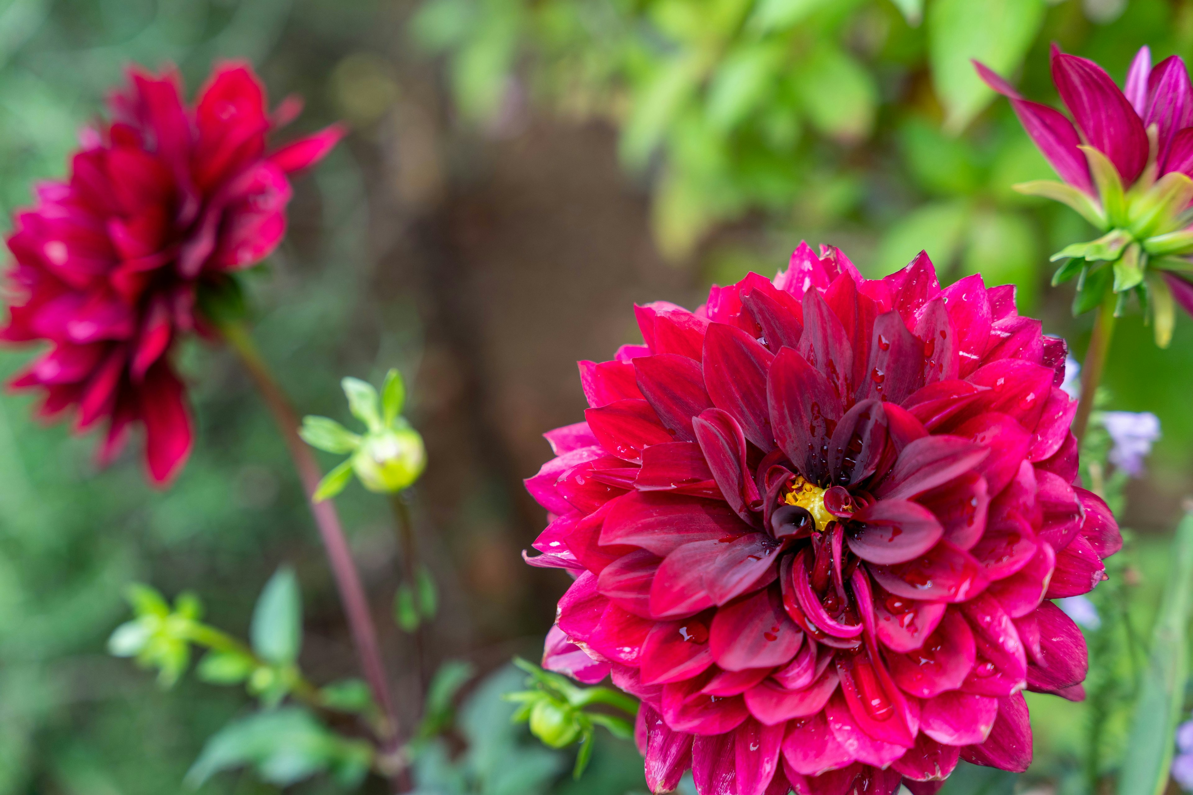 Bunga dahlia merah cerah yang mekar di taman