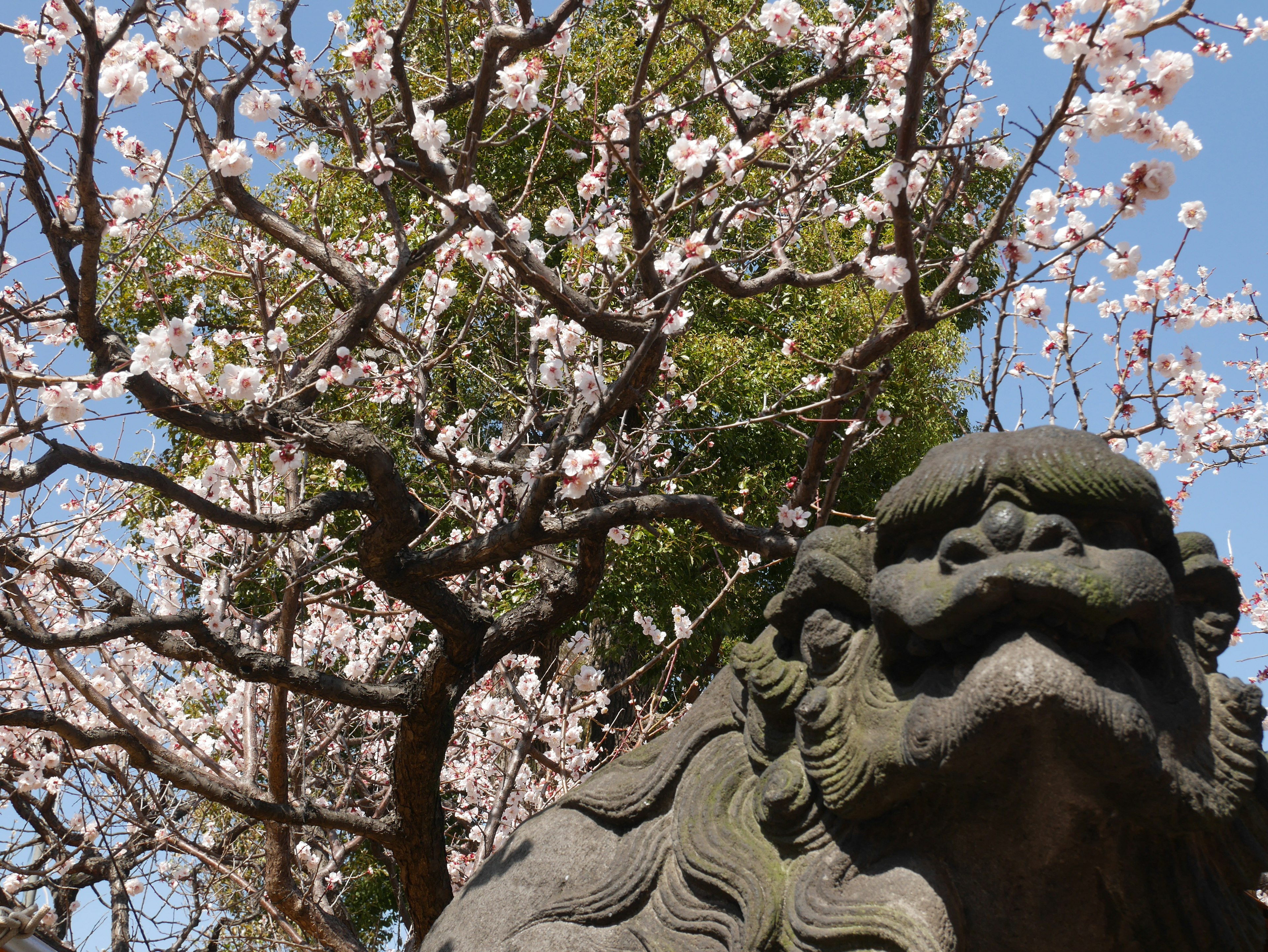 A stone guardian lion with cherry blossom trees in bloom