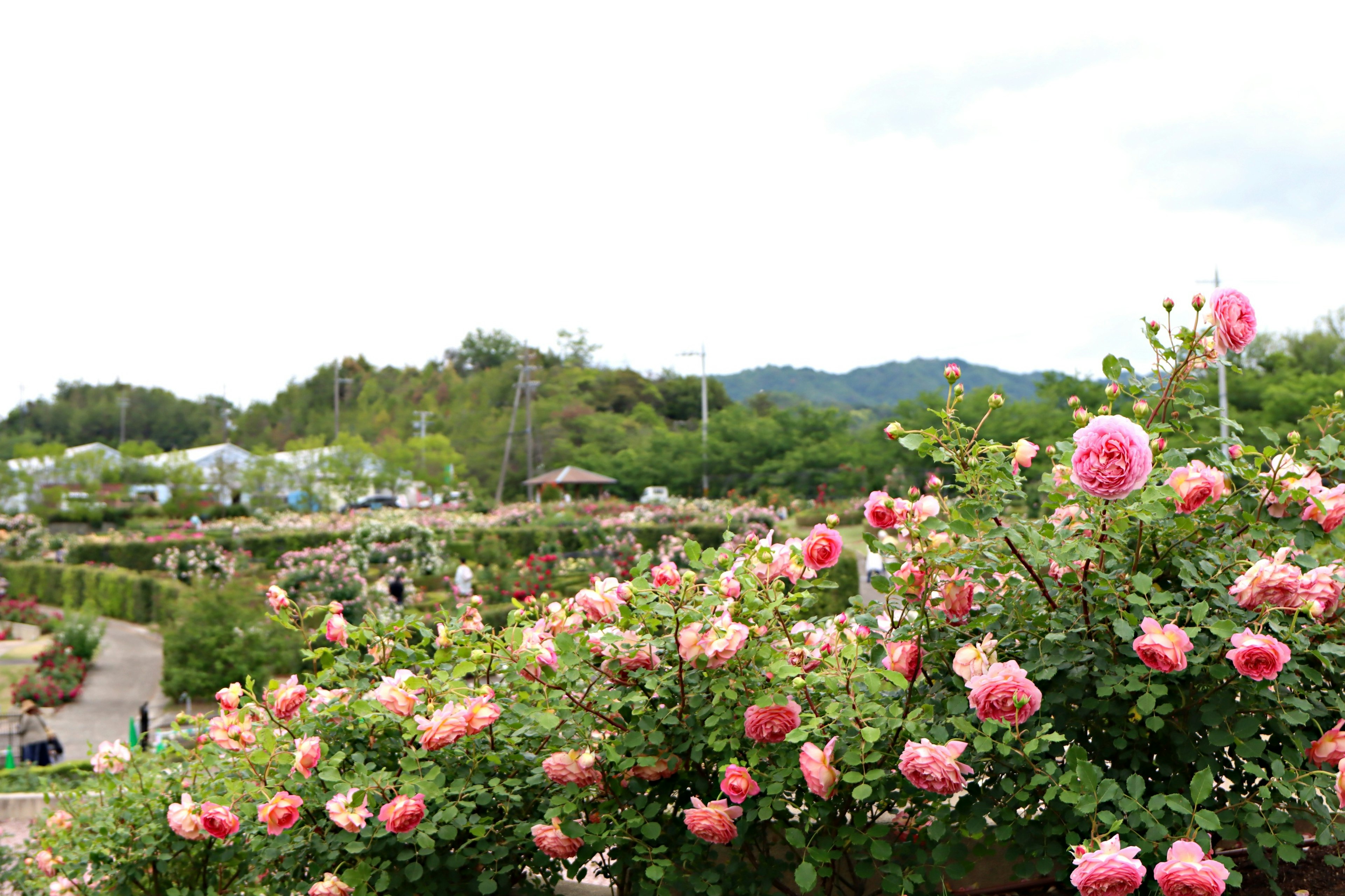 Un bellissimo giardino con rose rosa in fiore e montagne sullo sfondo