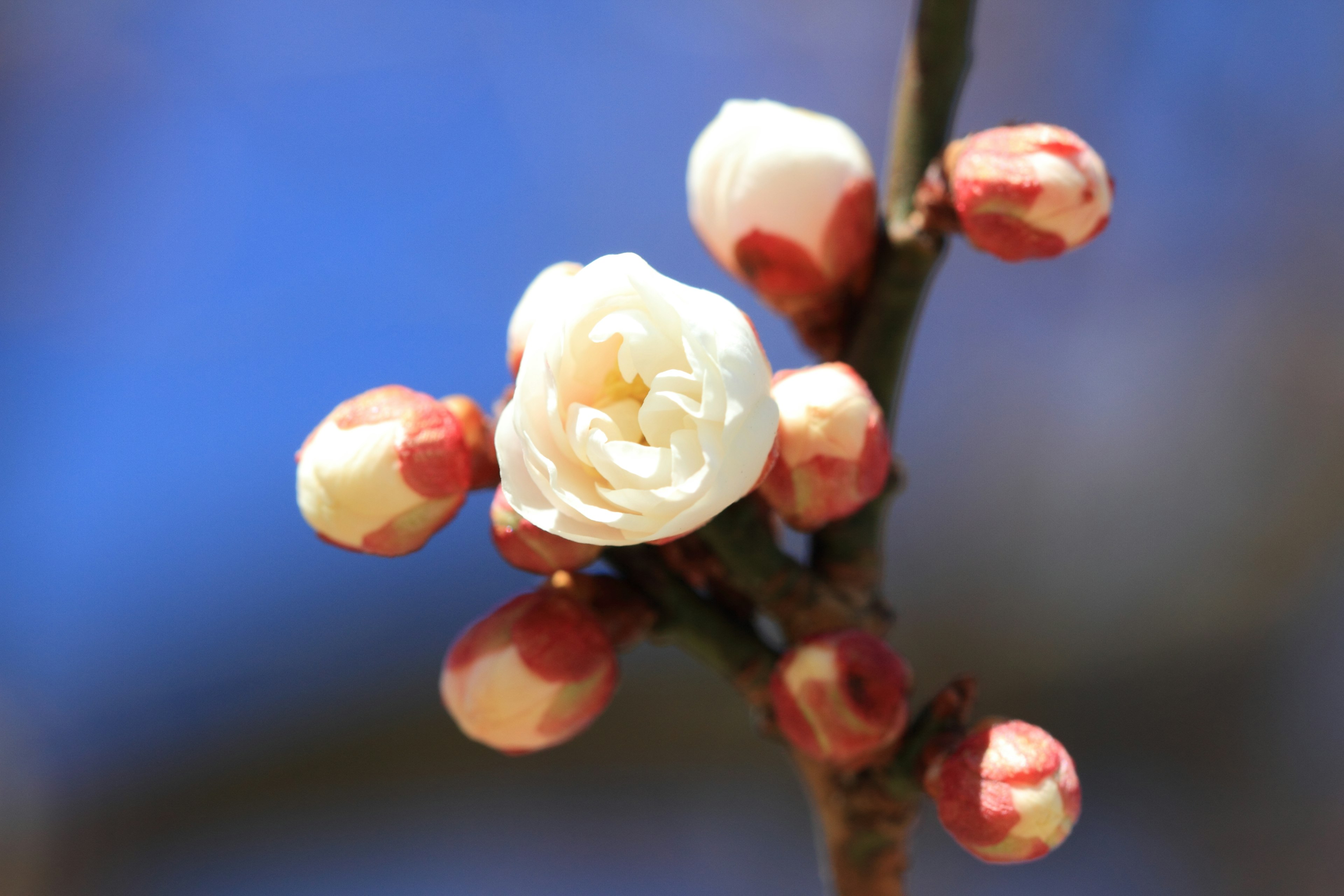 Branche d'un prunier avec des fleurs blanches et des boutons rouges