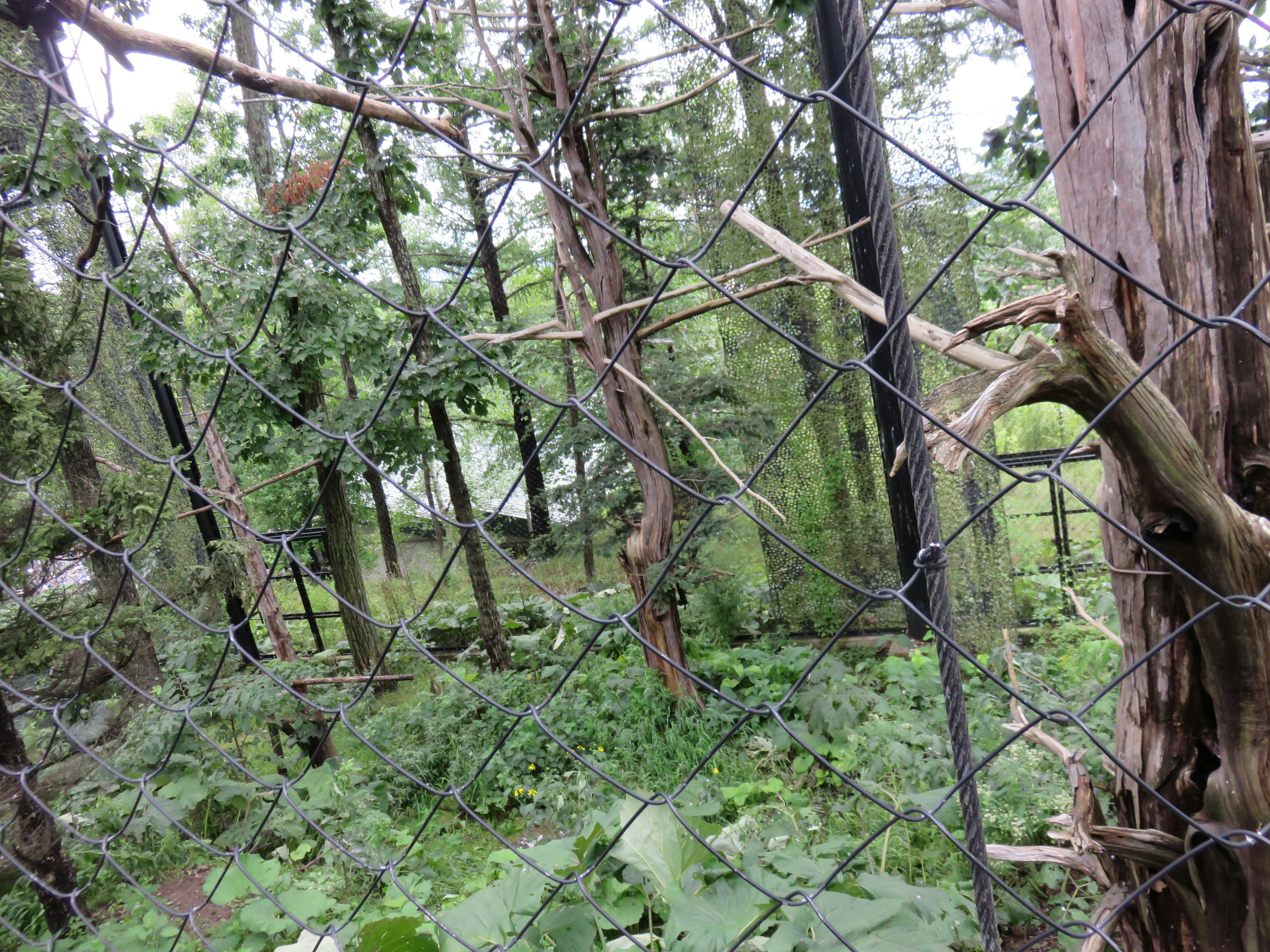 Hutan hijau lebat dengan pagar kawat dan pohon