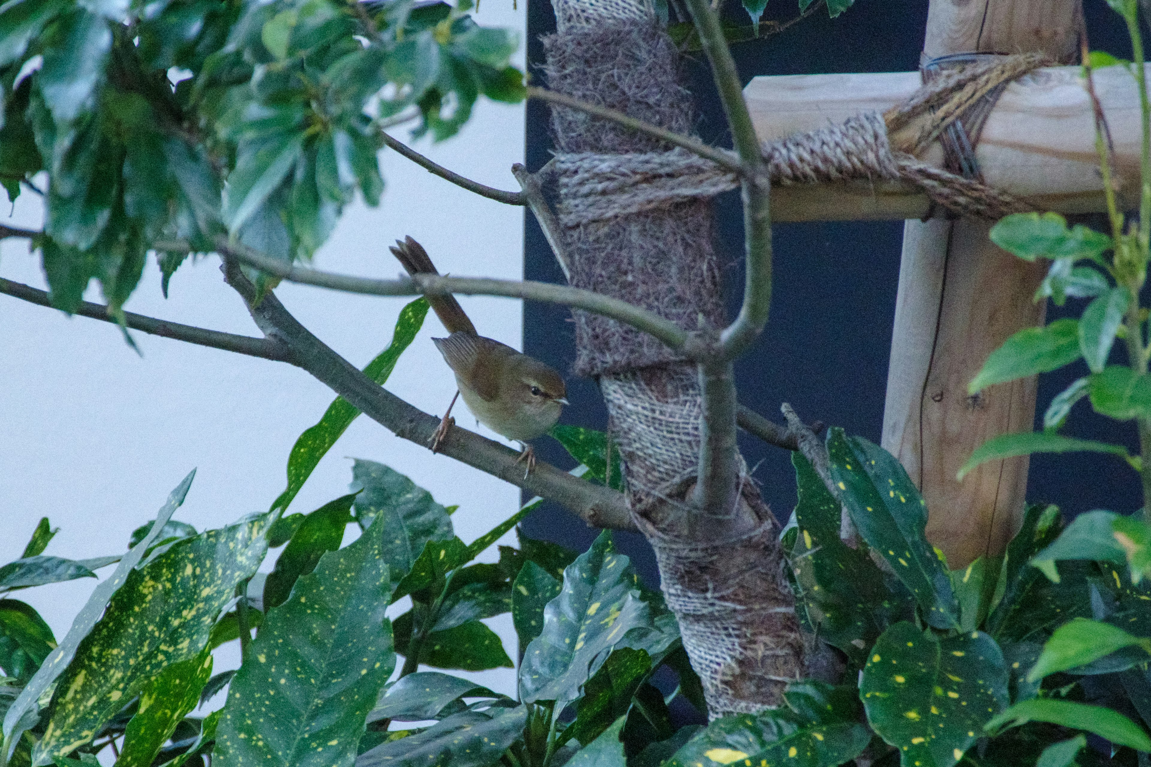 Seekor burung kecil bertengger di cabang dikelilingi daun hijau