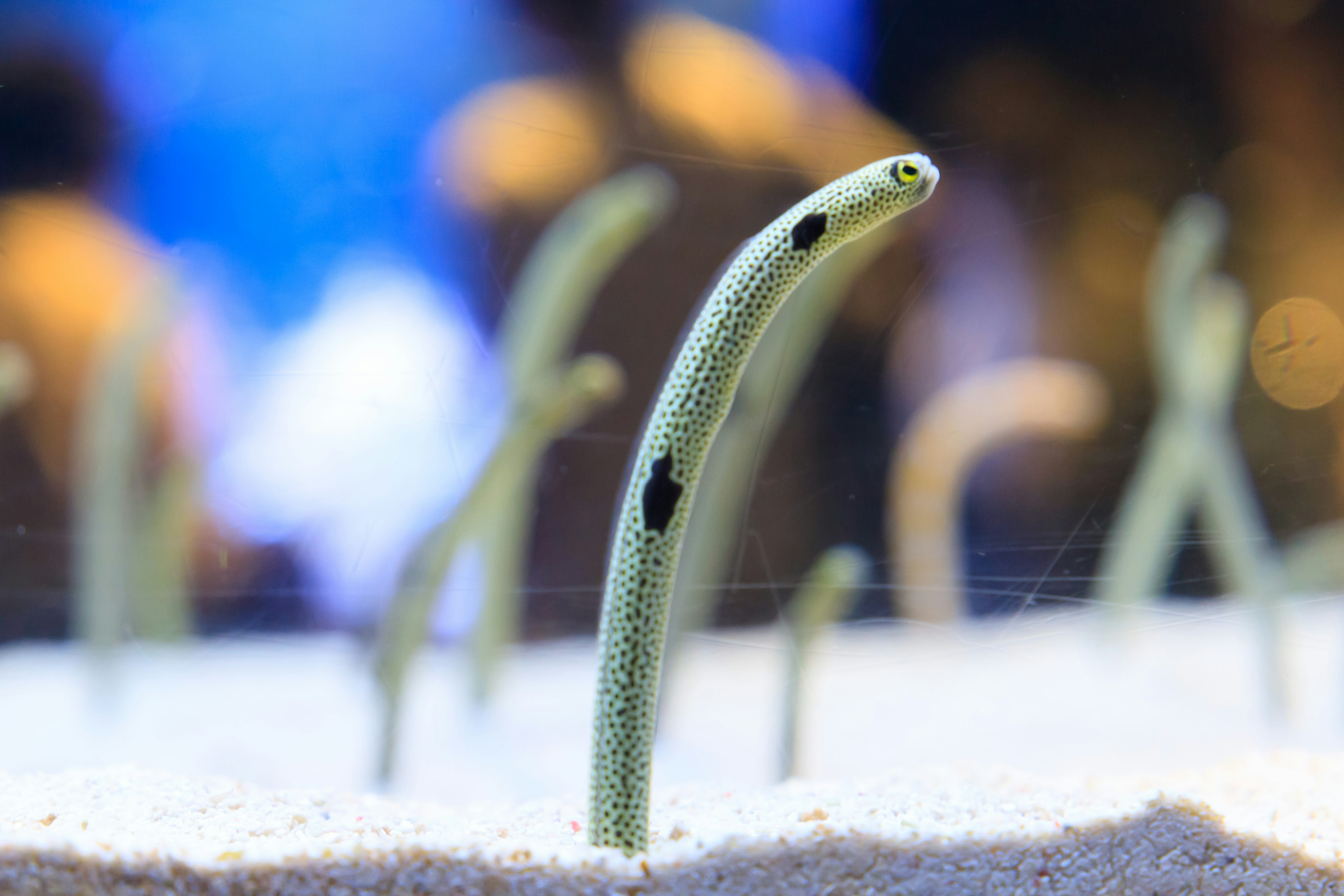 Gruppe von aalähnlichen Fischen, die aus dem Sand auftauchen