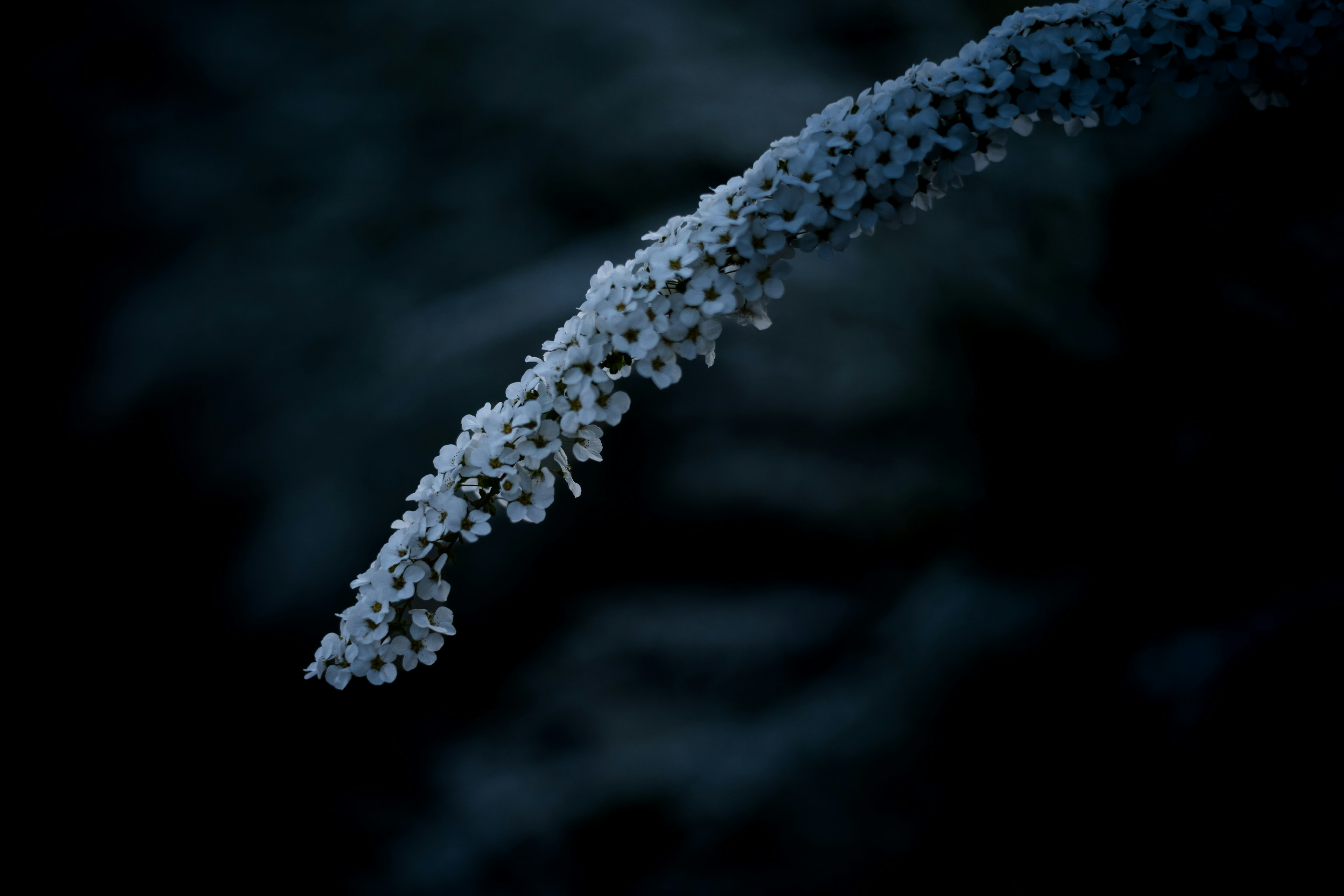 Thin frosted plant stem covered in white crystals against a dark background