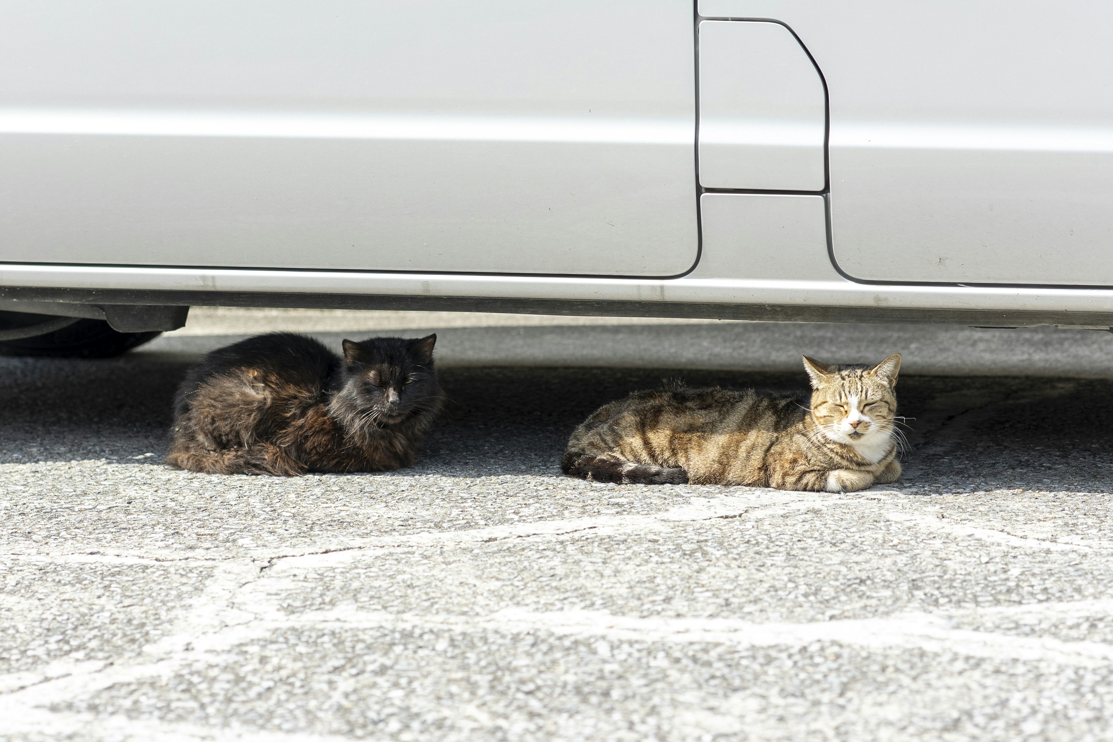 Dos gatos relajándose debajo de un coche