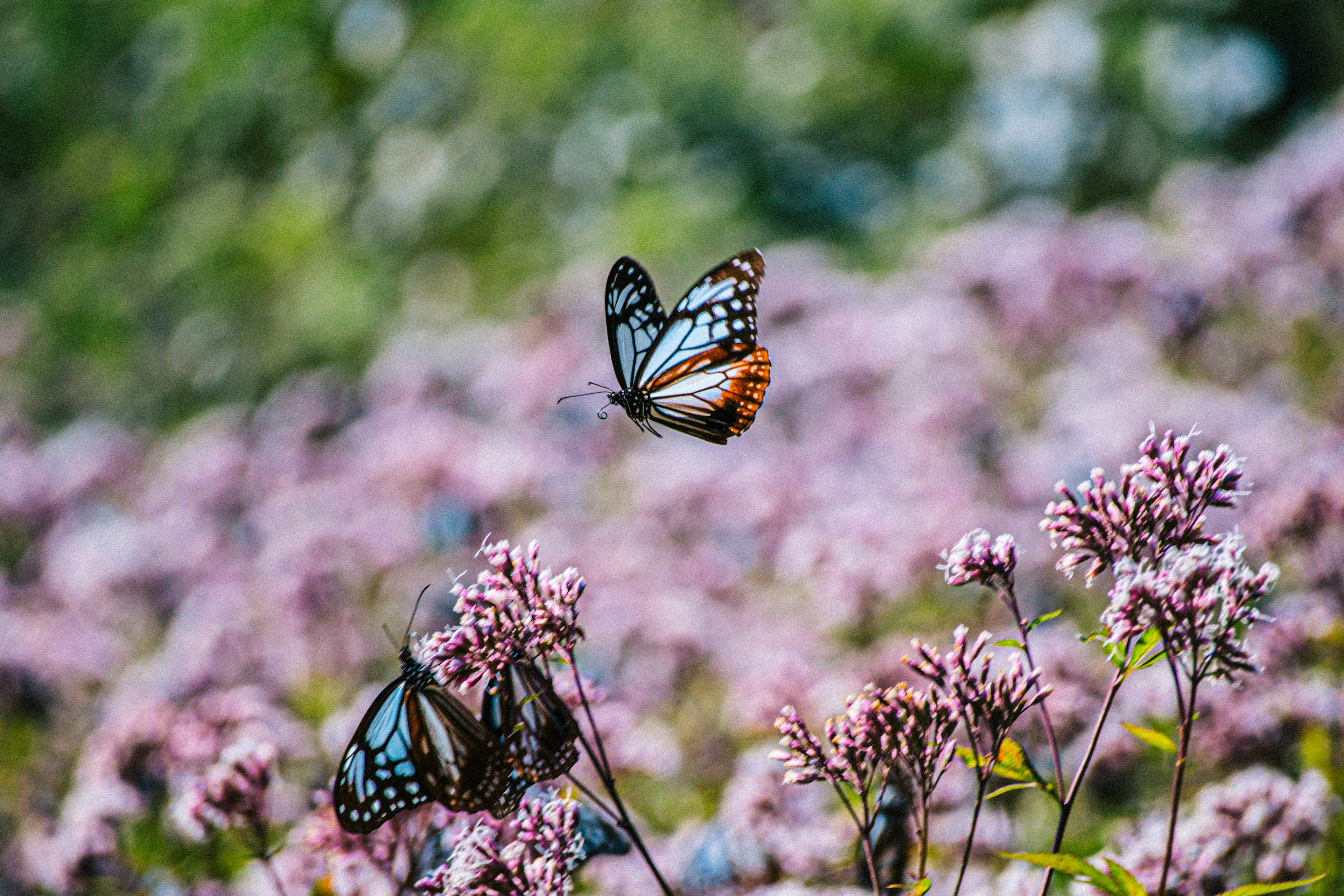 A vibrant scene of butterflies flying among pink flowers in a blooming field