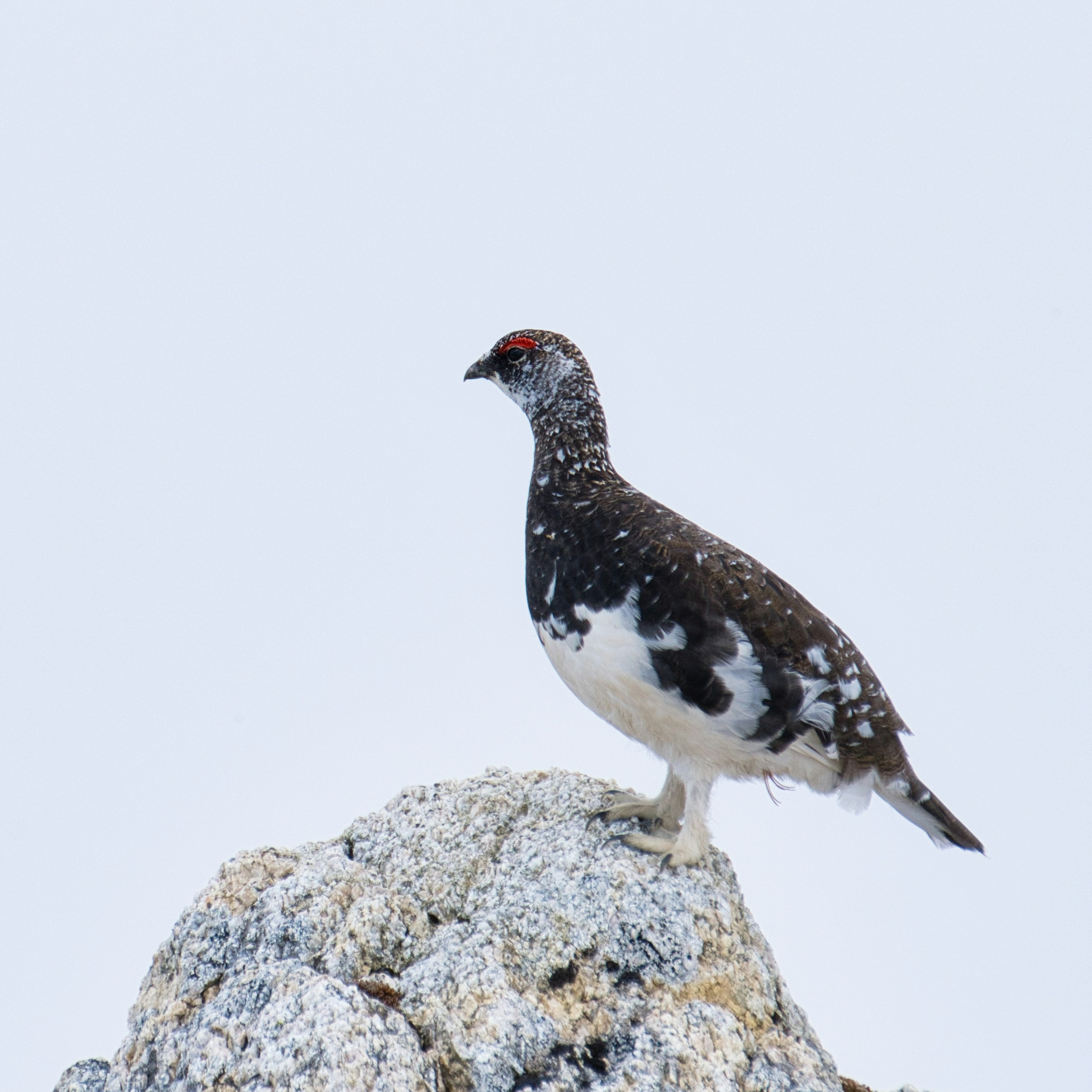 Schneehuhn steht auf einem verschneiten Felsen