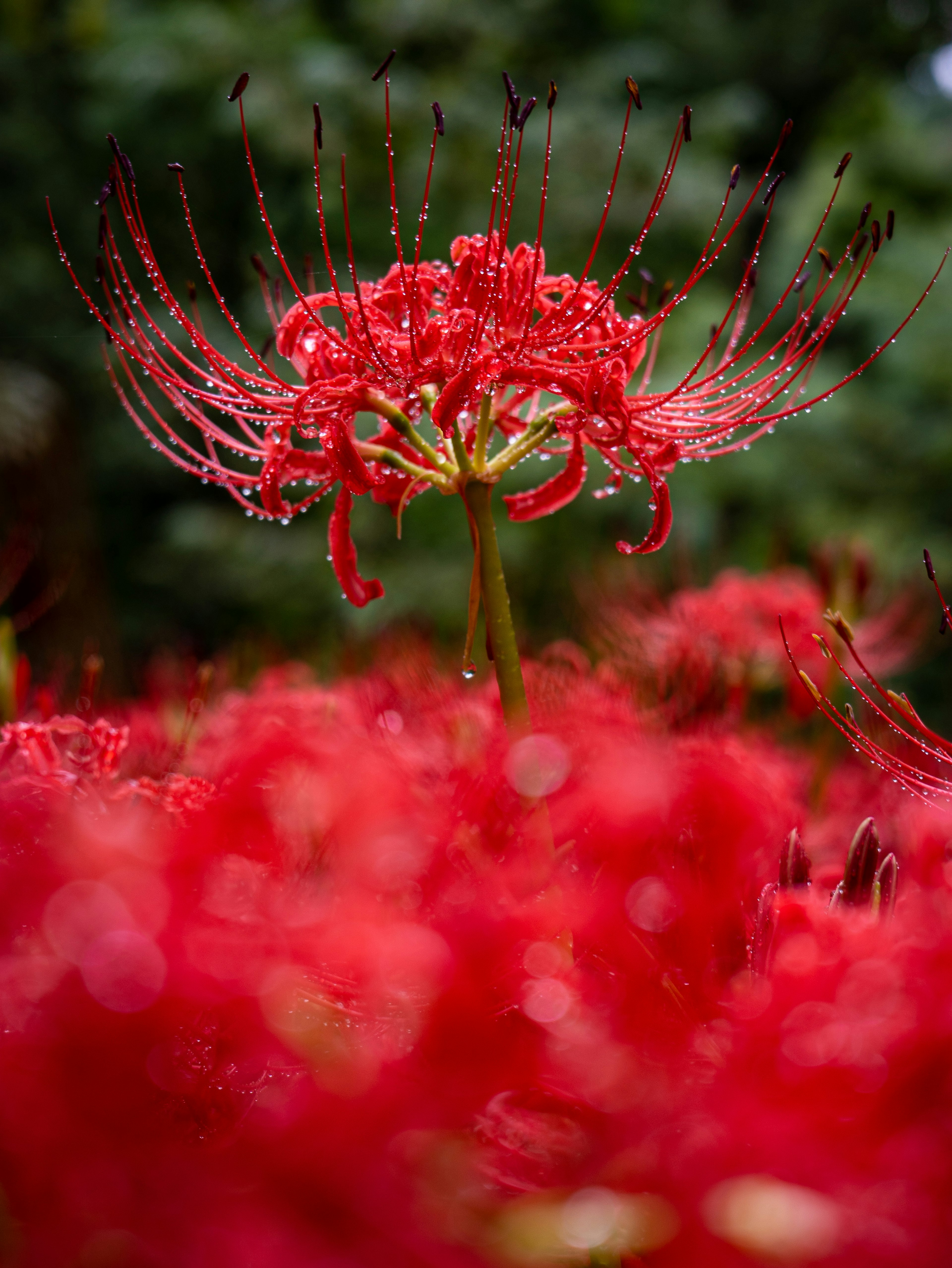 Red spider lily with droplets sparkling on its petals