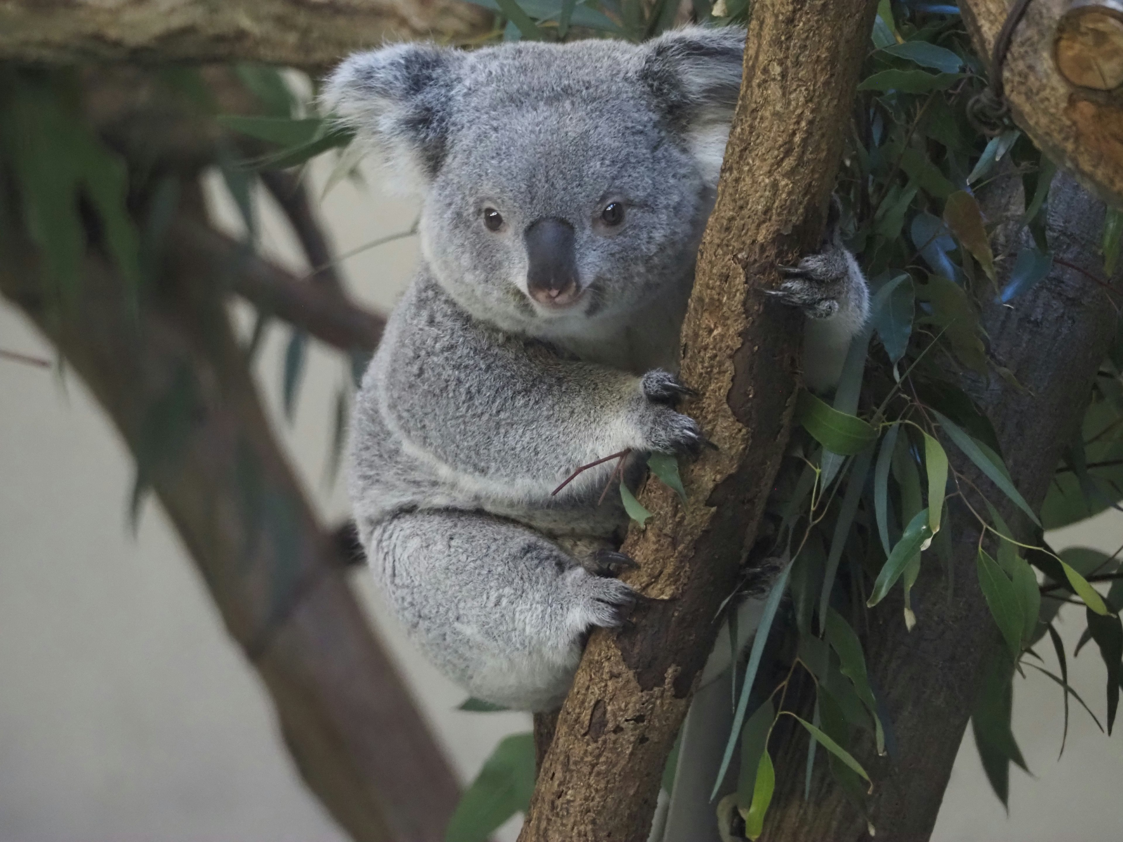 A cute koala perched on a tree branch