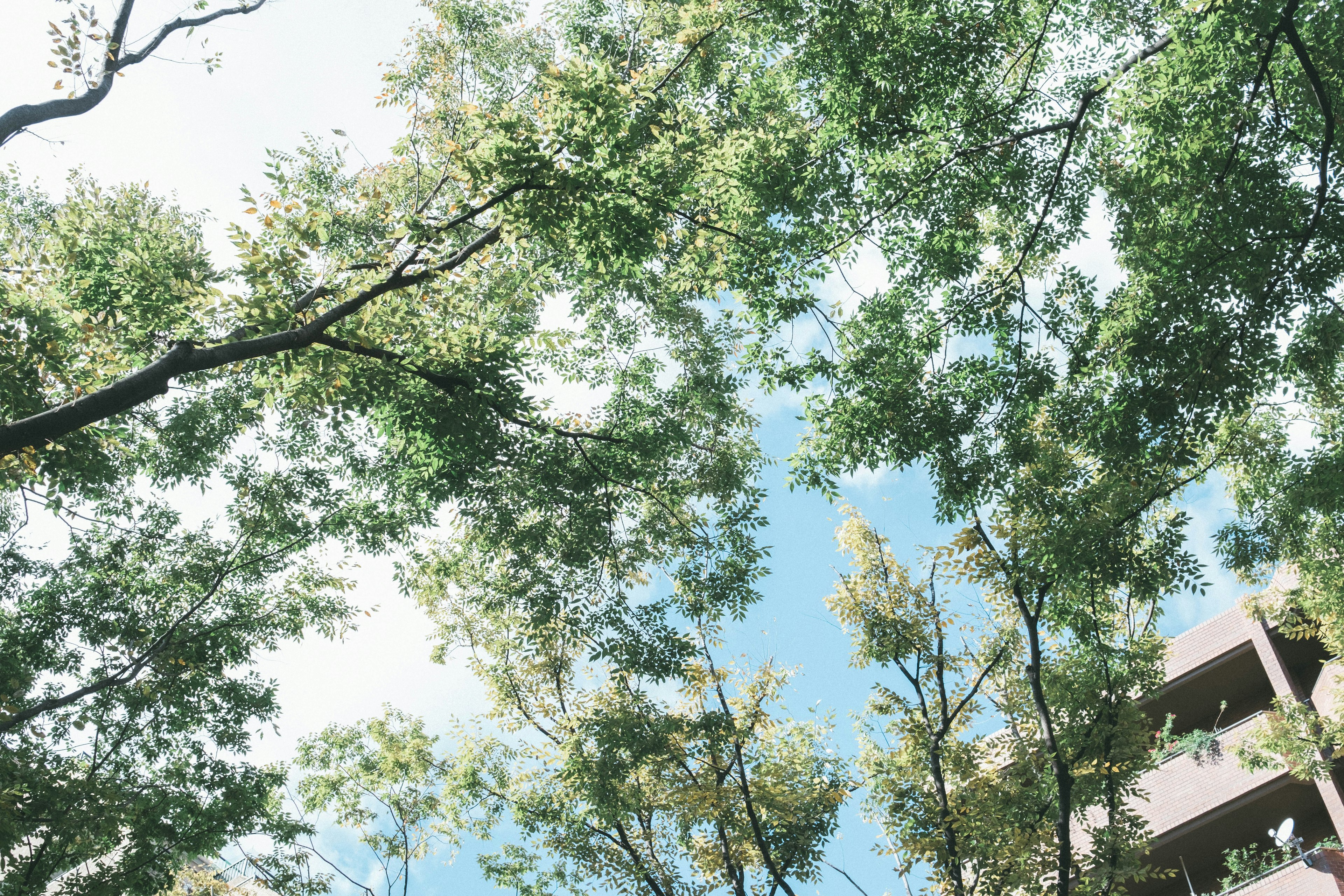 青空と緑の木々が印象的な風景の写真