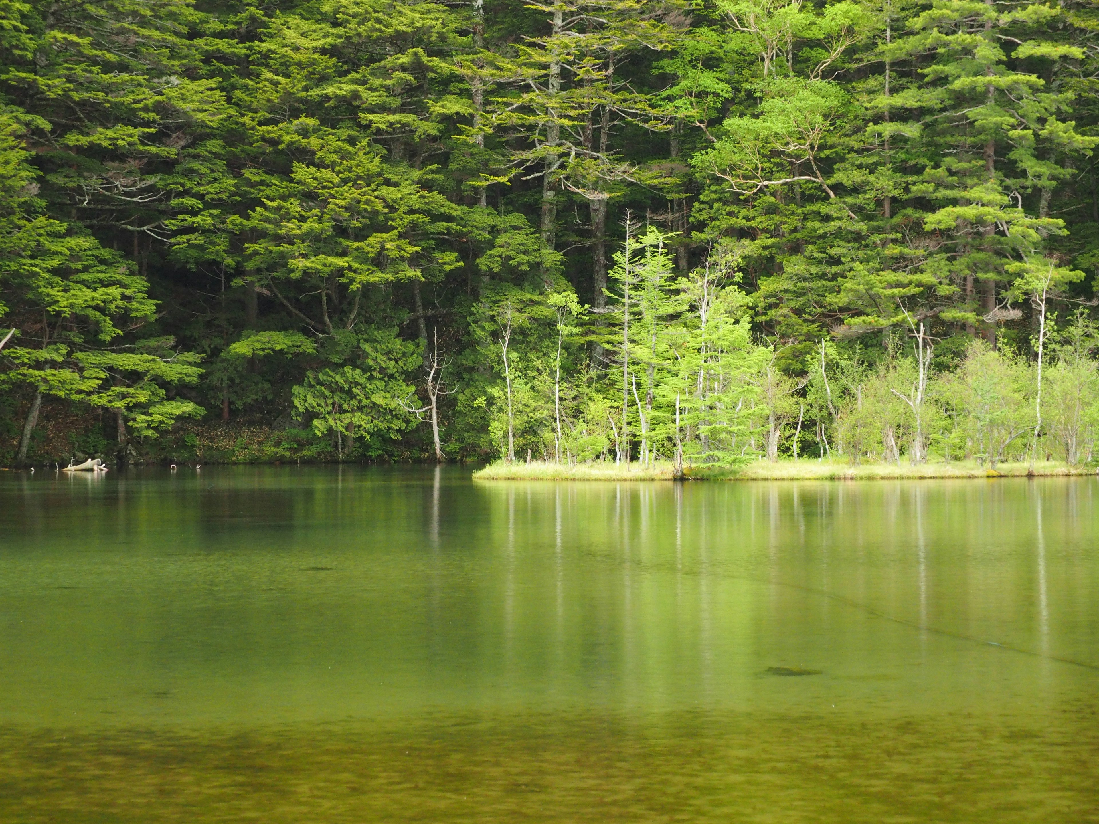 Lago sereno rodeado de un bosque frondoso