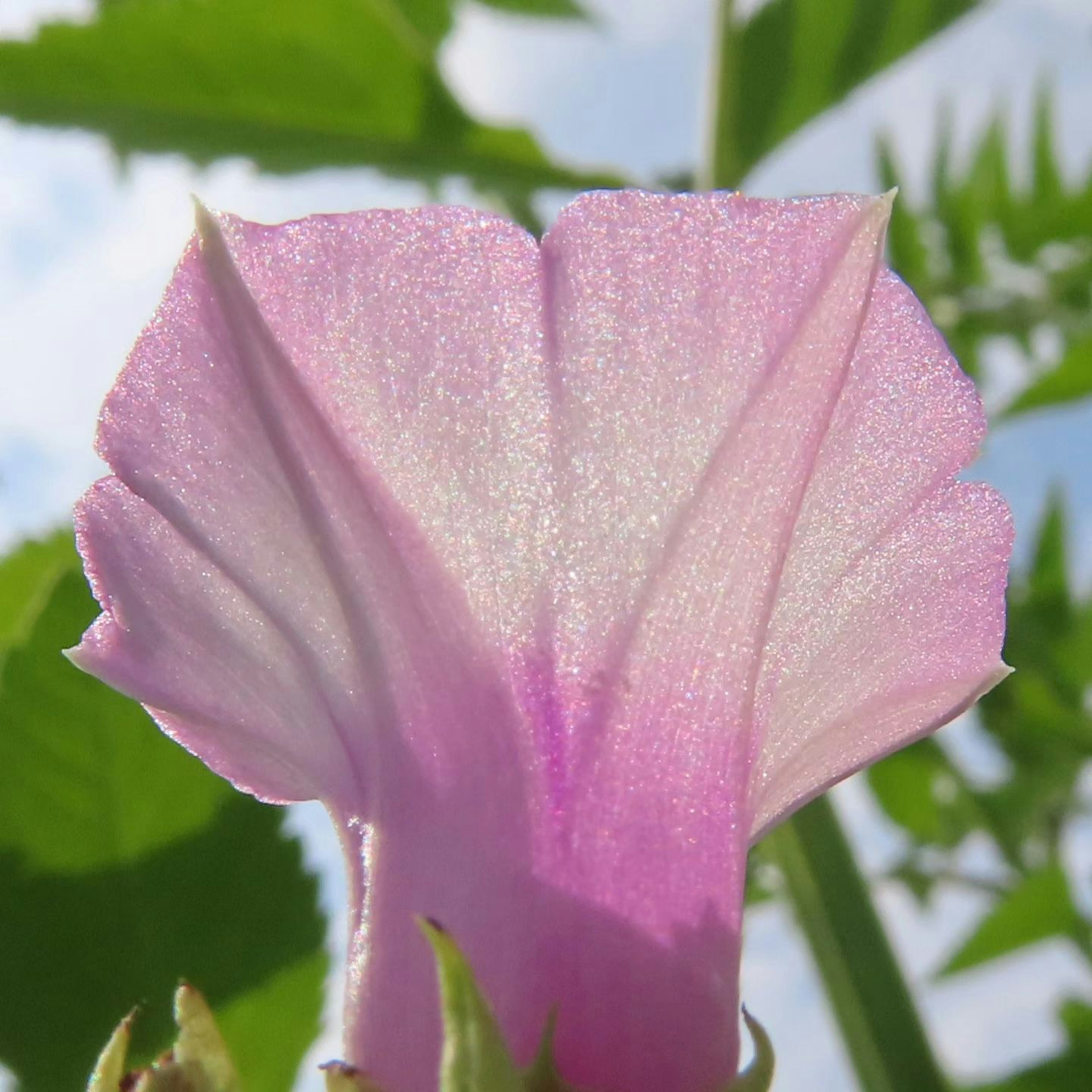 Close-up of a pink flower petal with distinctive features