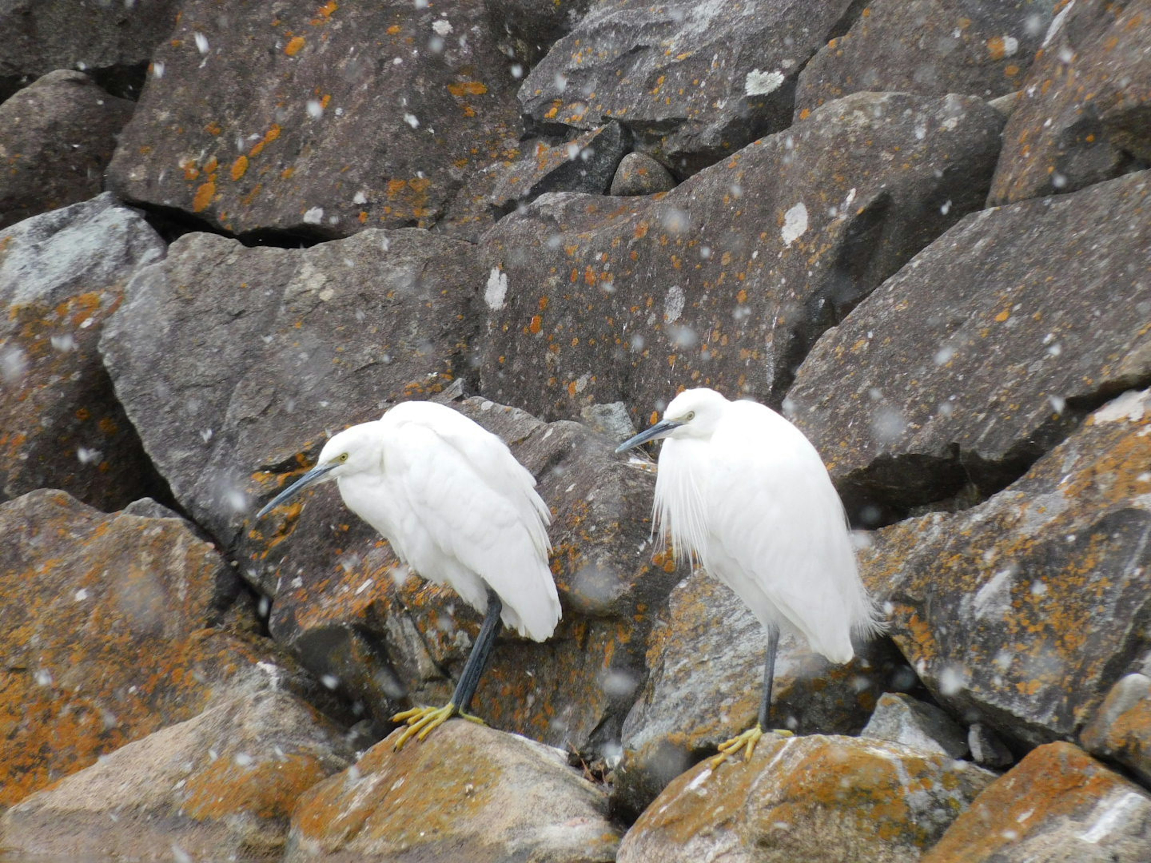 Two white birds standing on rocks with a snowy background