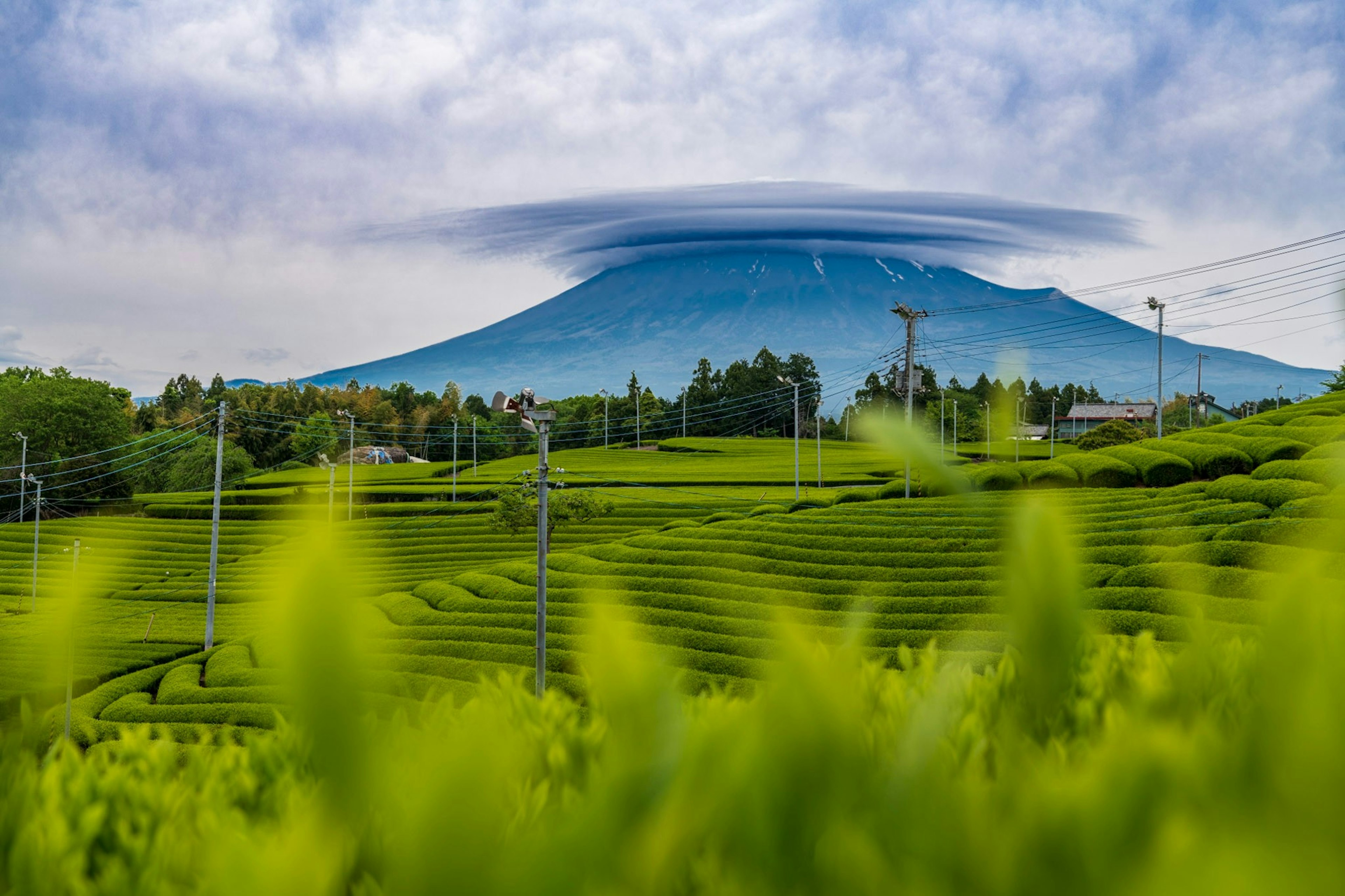 Malersicher Blick auf grüne Teefelder mit dem Berg Fuji im Hintergrund und einer schwebenden Wolke darüber