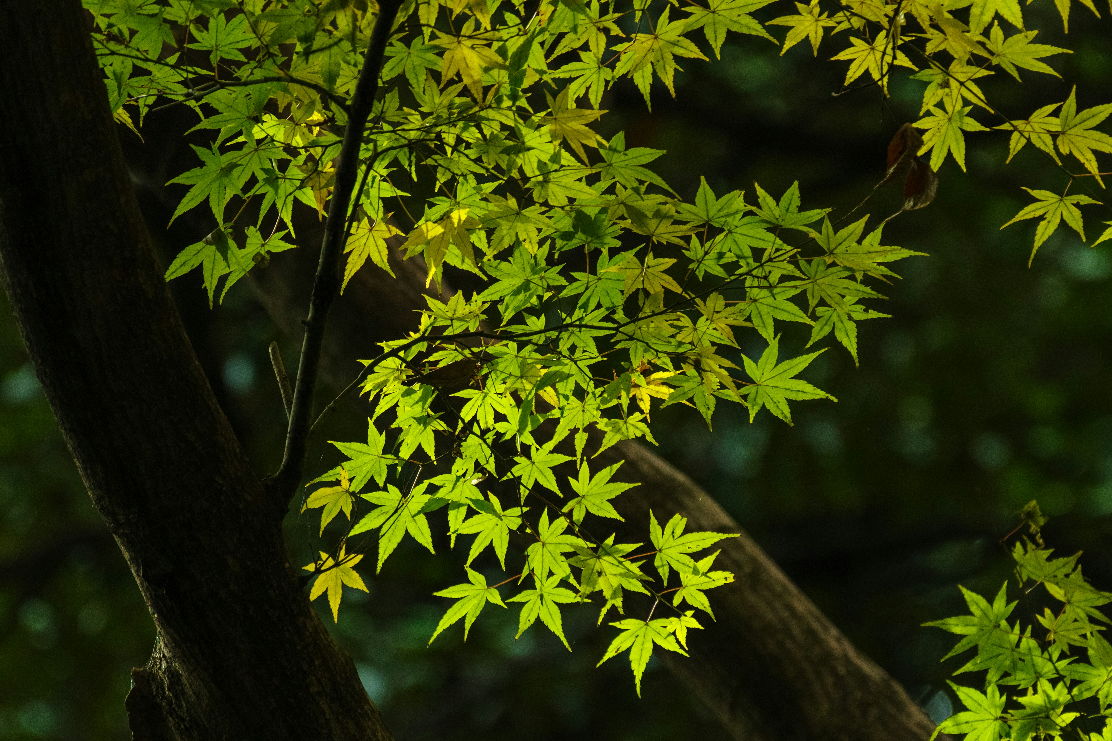 Close-up of vibrant green leaves on a tree branch