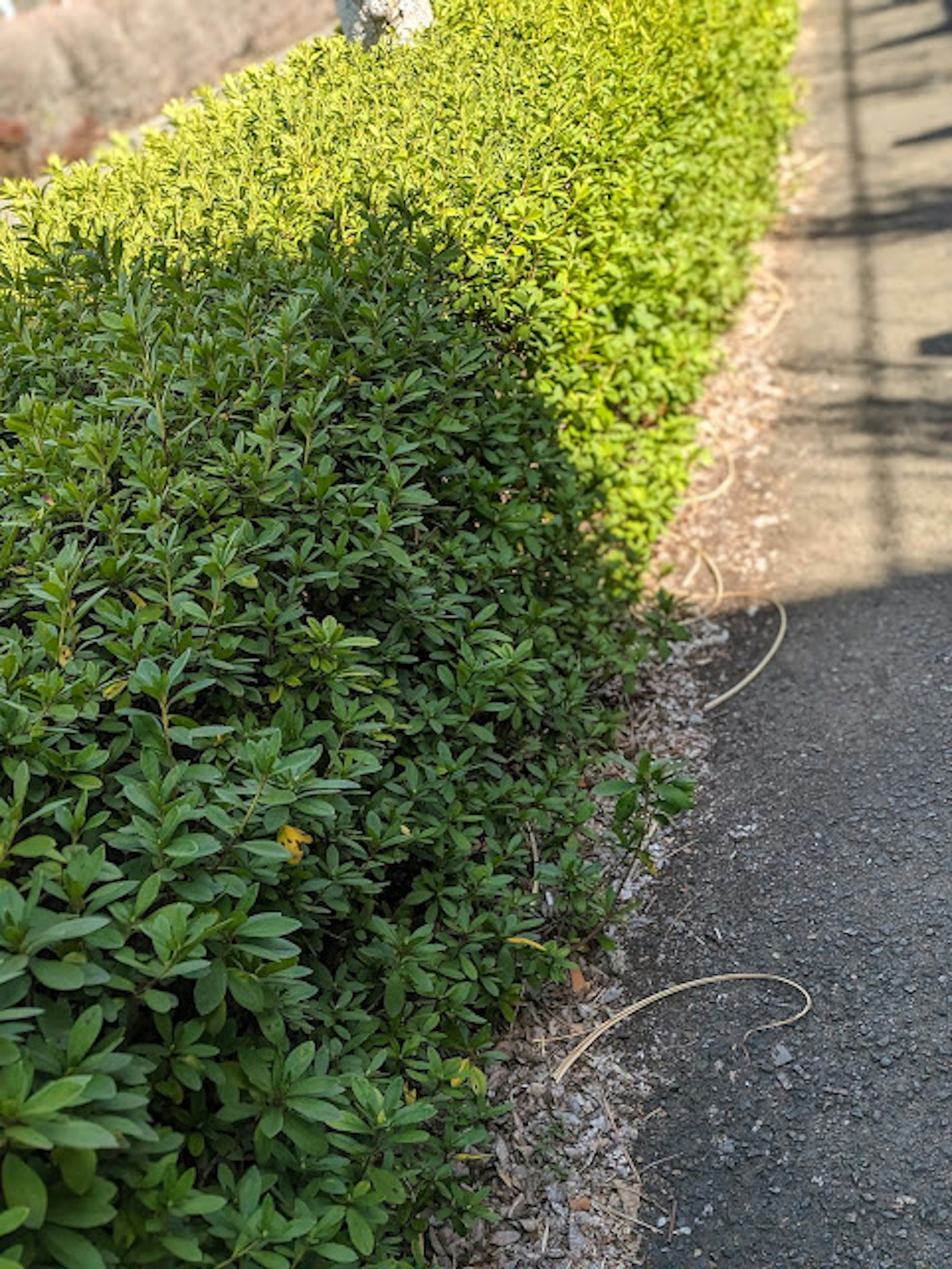 Imagen de un seto verde a lo largo de un camino pavimentado