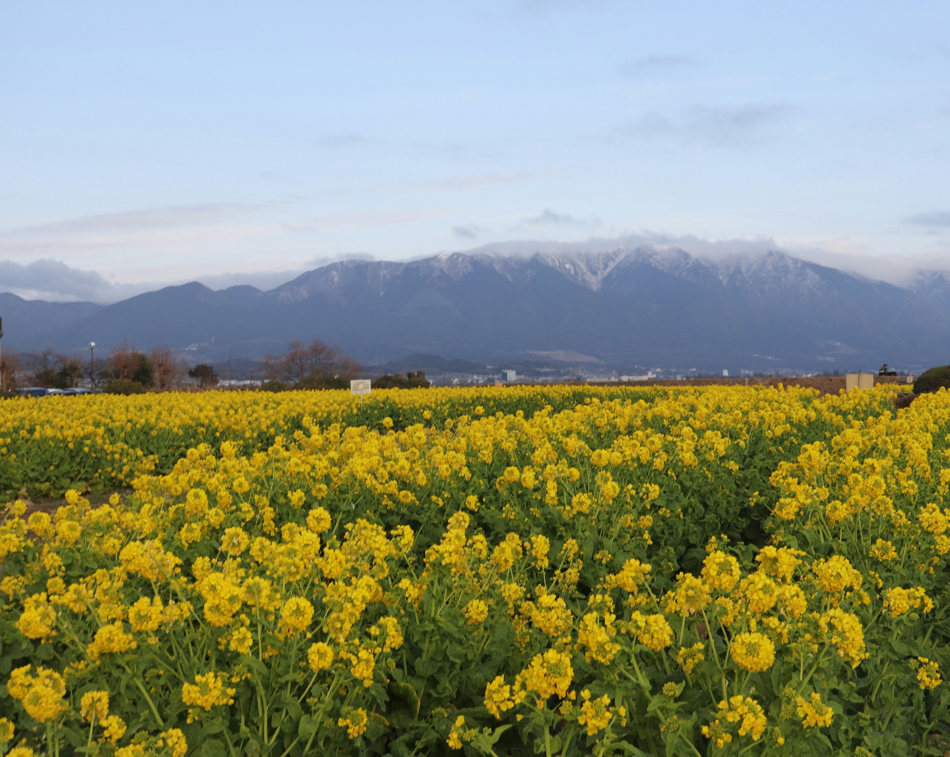 Champ vaste de fleurs jaunes avec des montagnes enneigées en arrière-plan