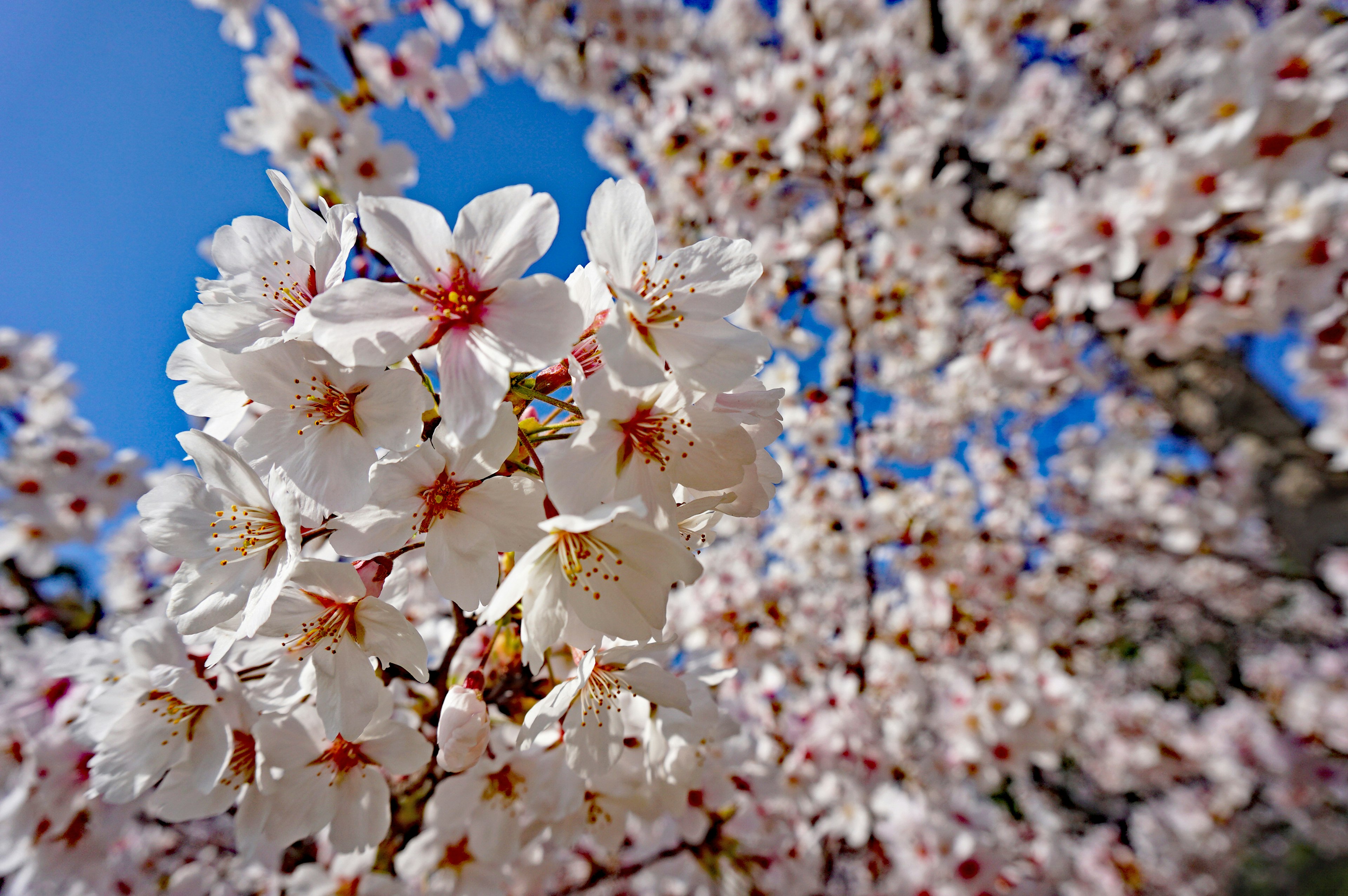 Close-up of cherry blossoms against a blue sky