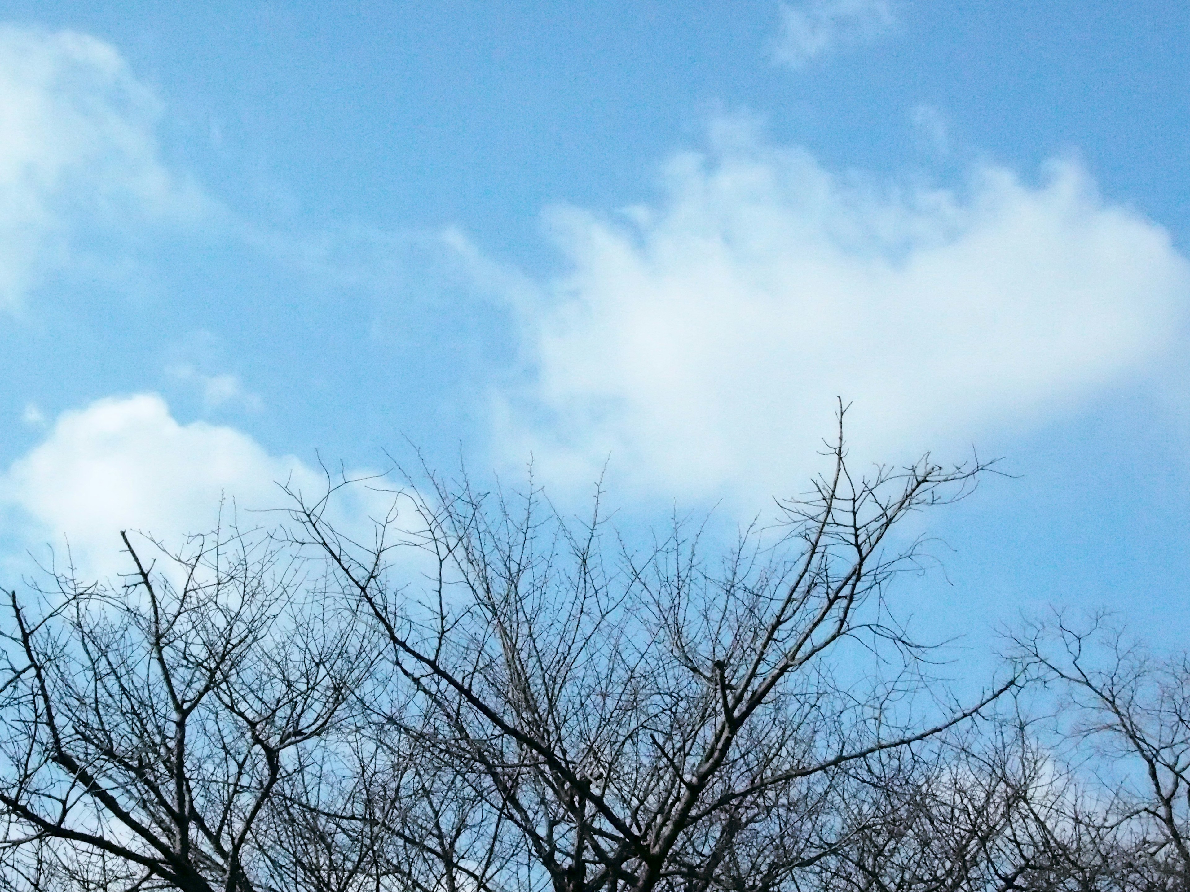 Silhouette von kahlen Ästen vor einem blauen Himmel mit Wolken