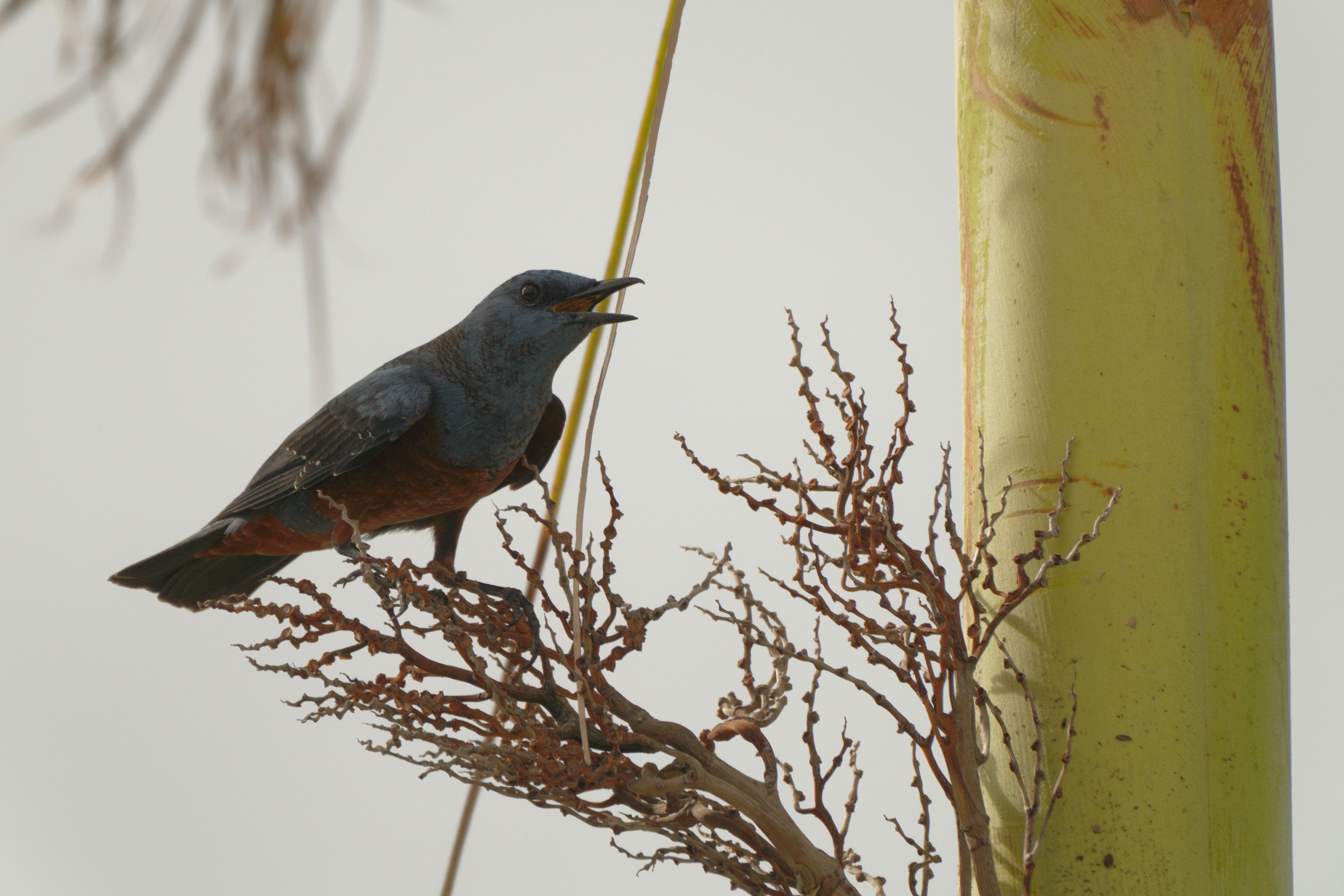 Ein blauer Vogel sitzt auf einem trockenen Ast