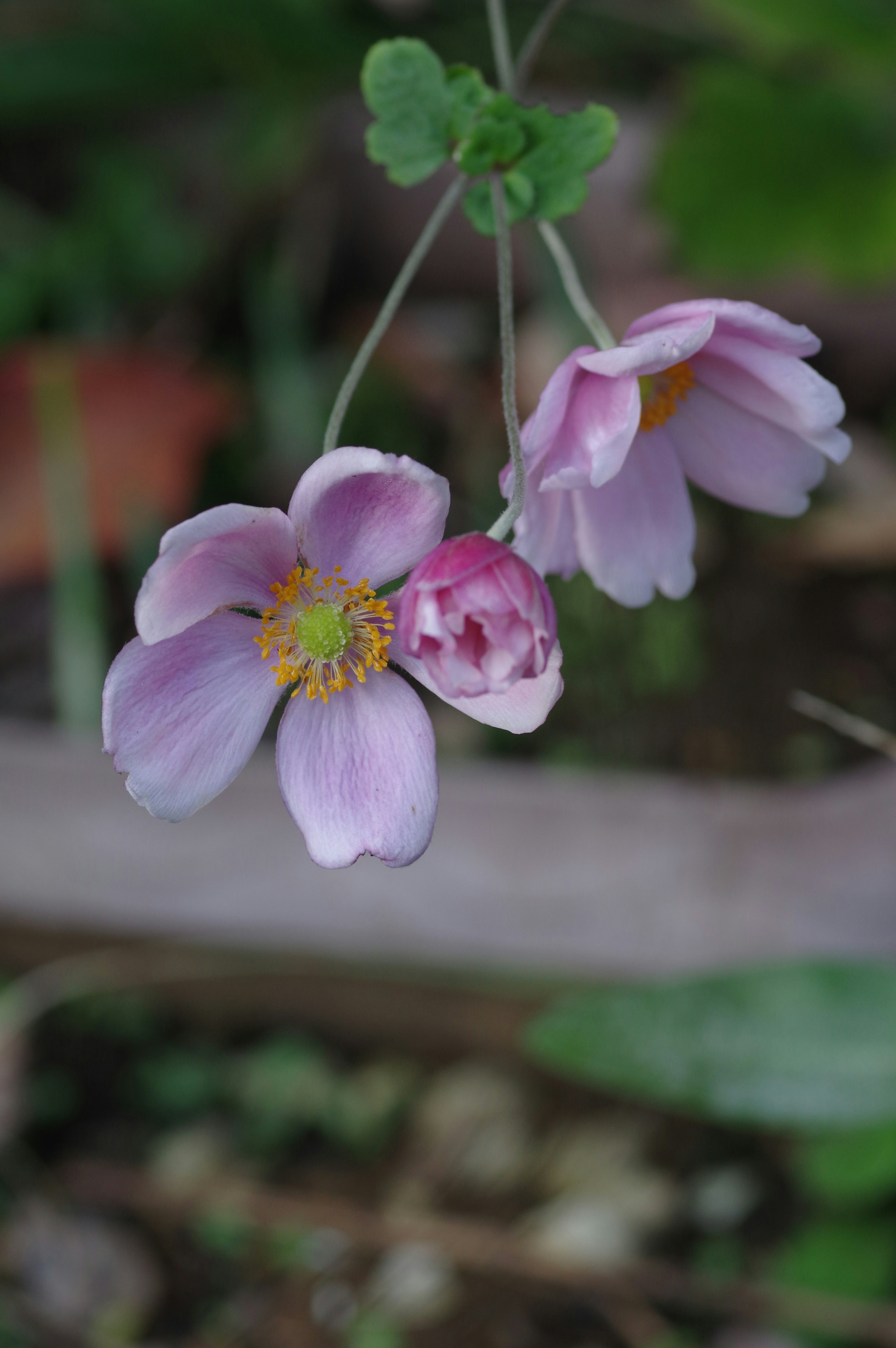 ピンクの花が三つ咲いている様子