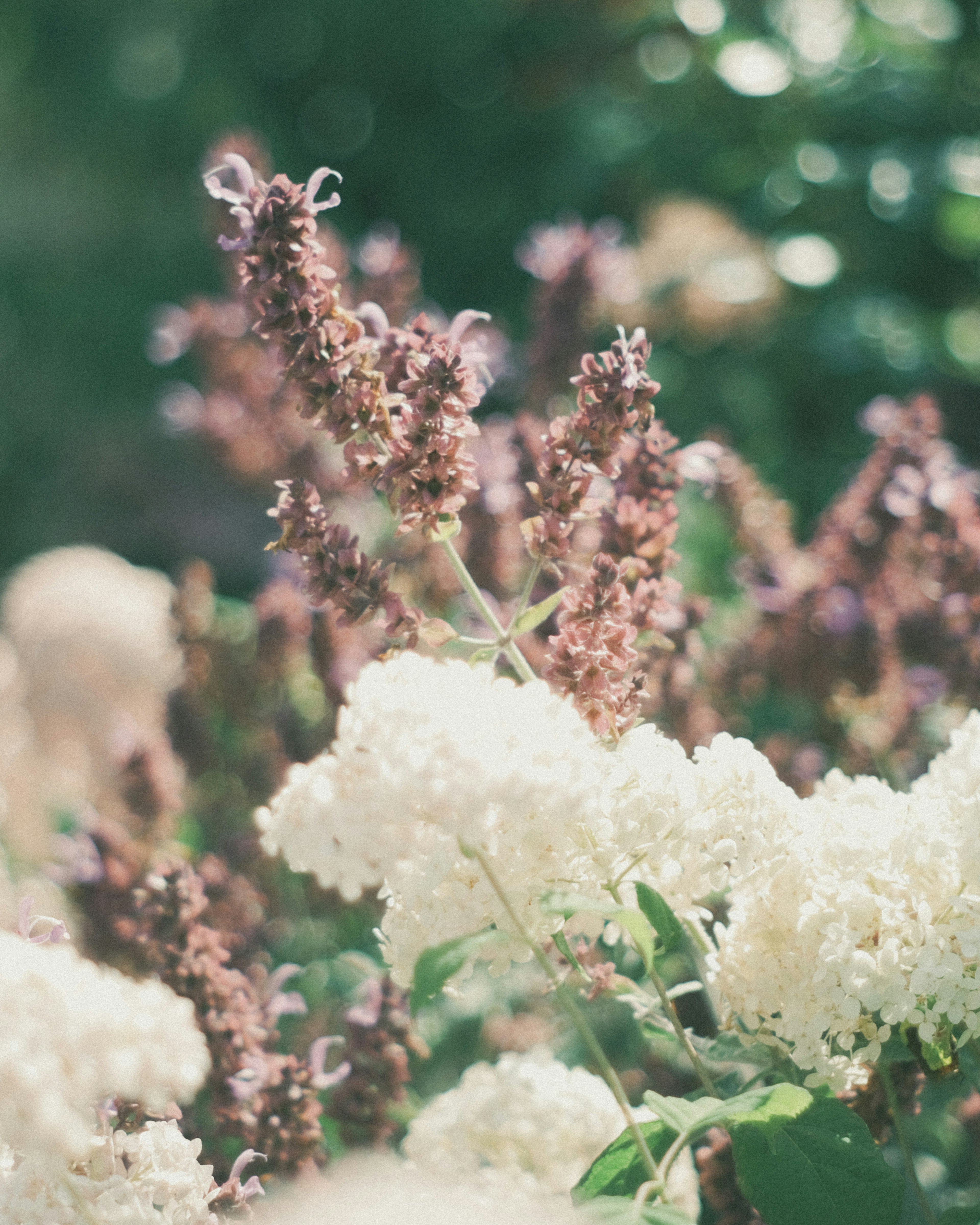 Blooming white and purple lilac flowers in a garden