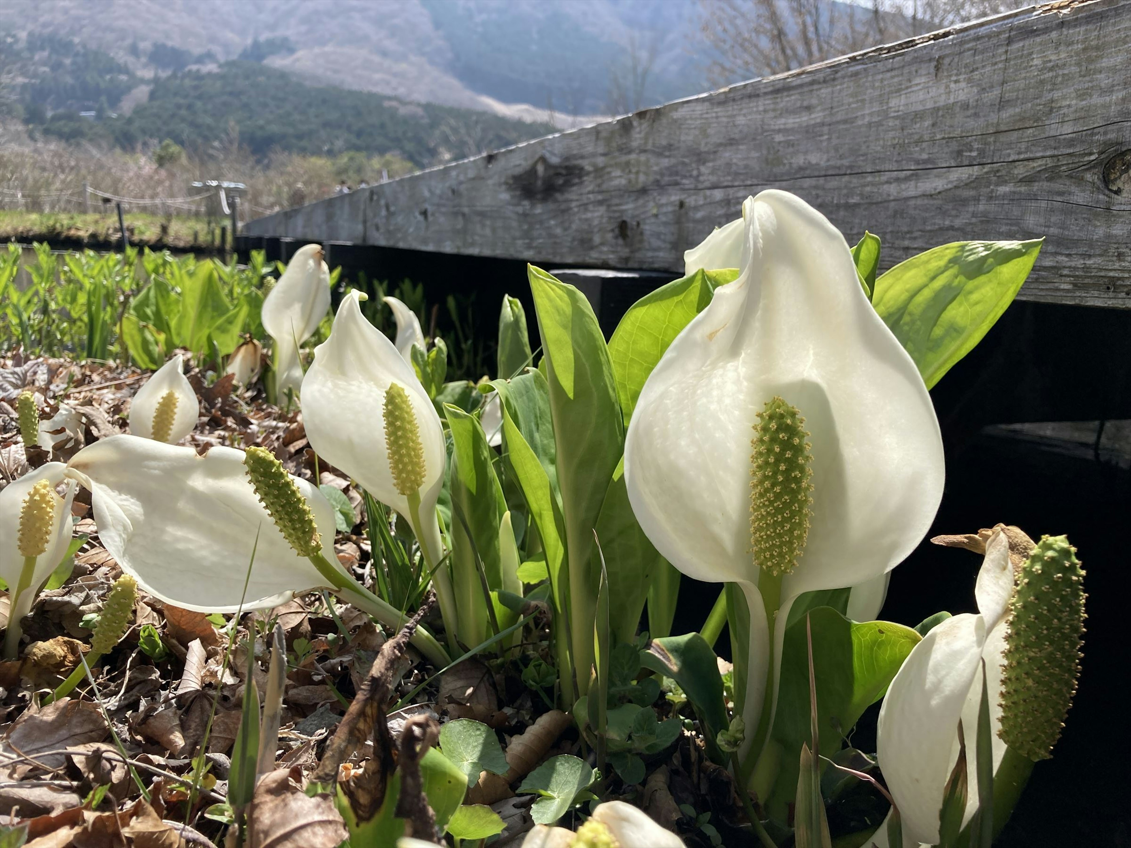 A field of white flowers with green leaves in a natural setting