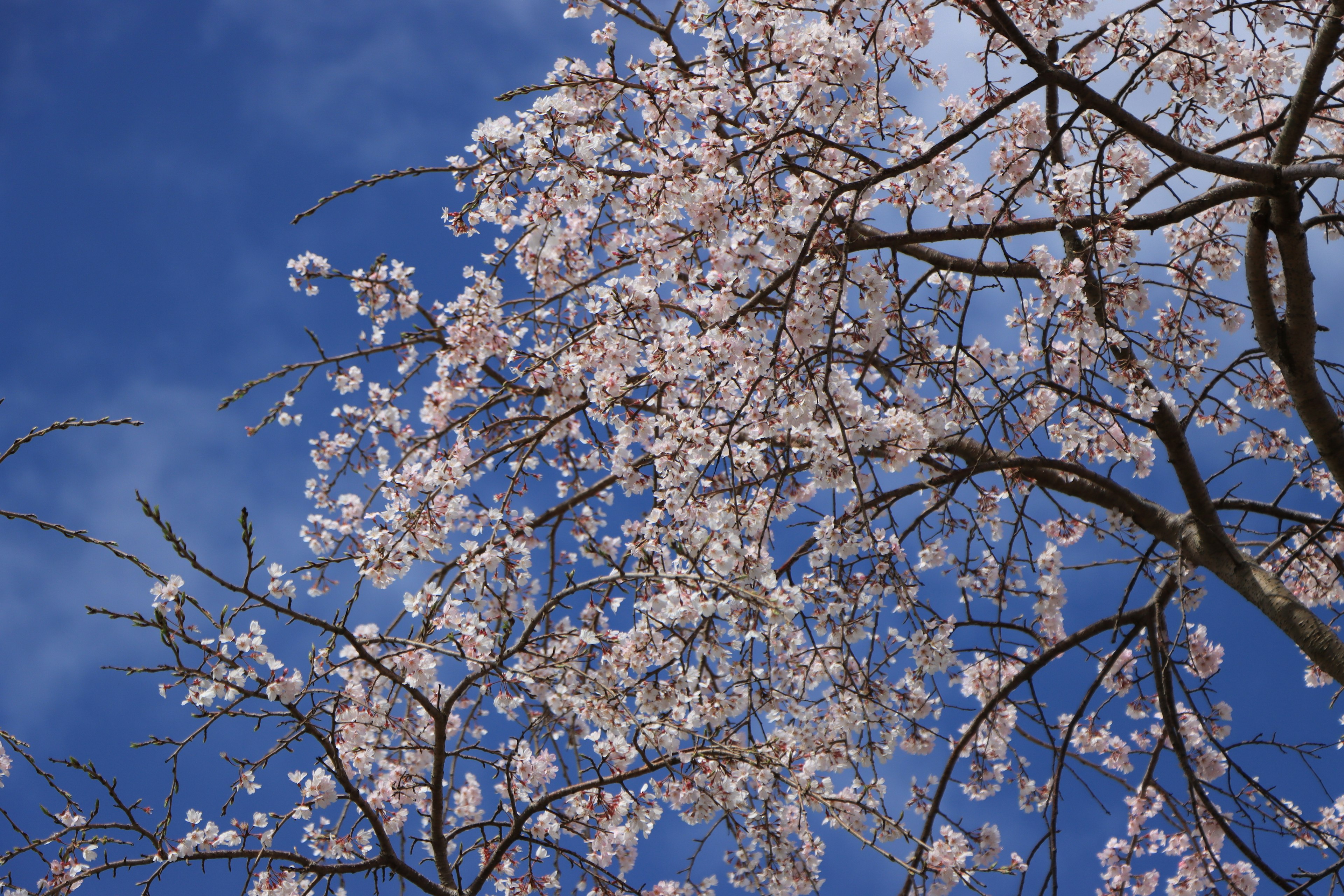 Cabang pohon sakura berbunga merah muda di latar belakang langit biru