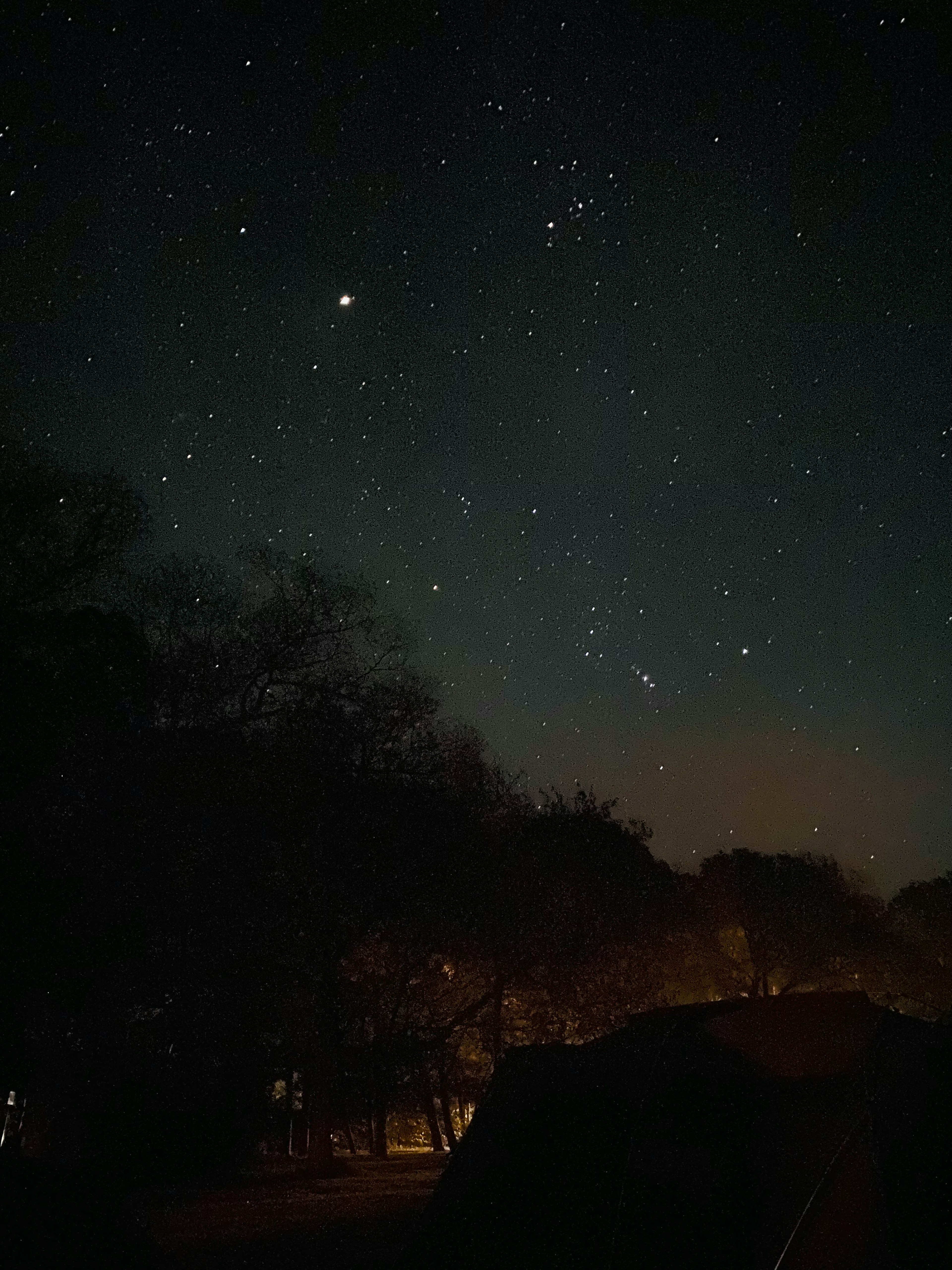 Night sky filled with stars and silhouettes of trees