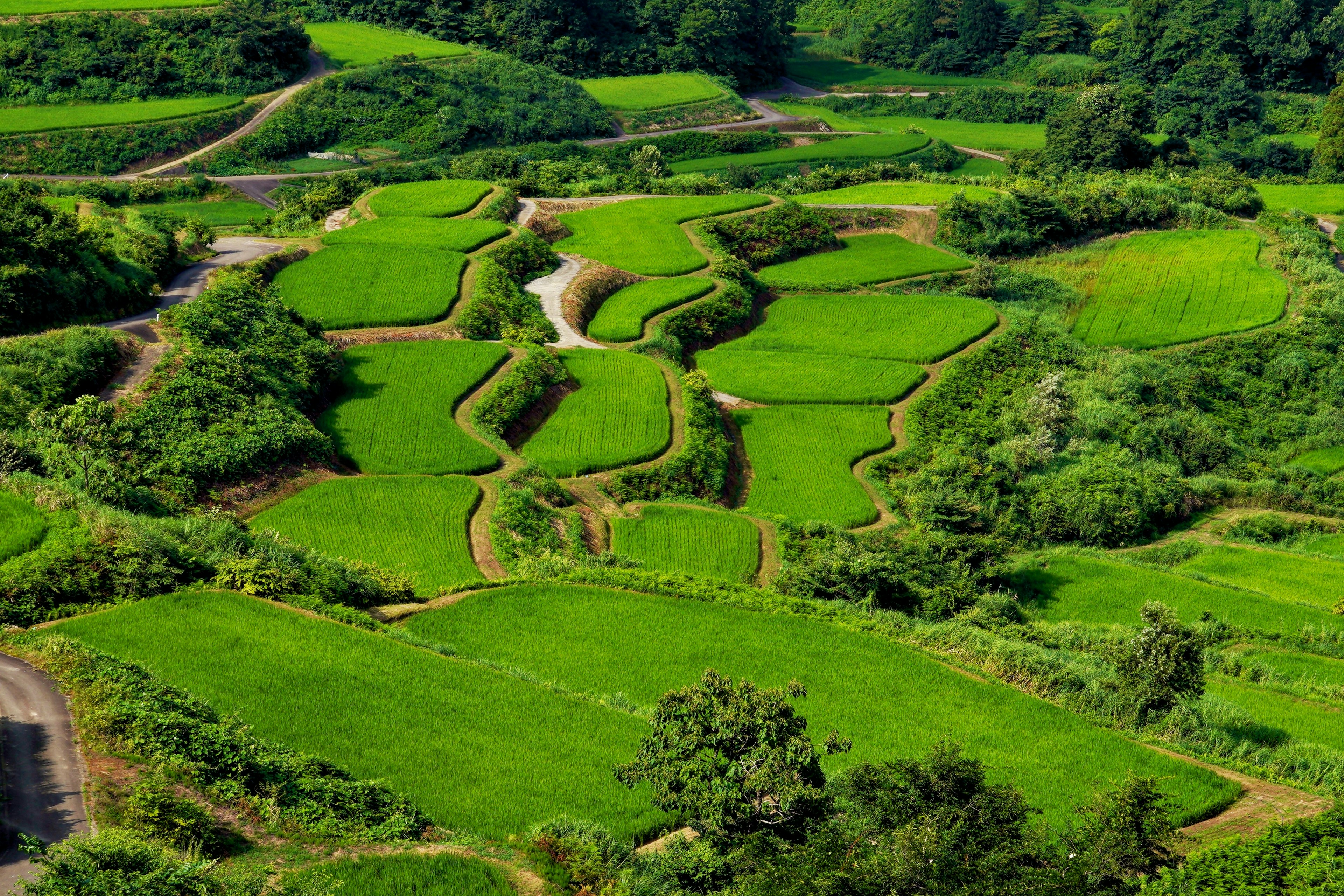 Vista aérea de campos de arroz en terrazas verdes