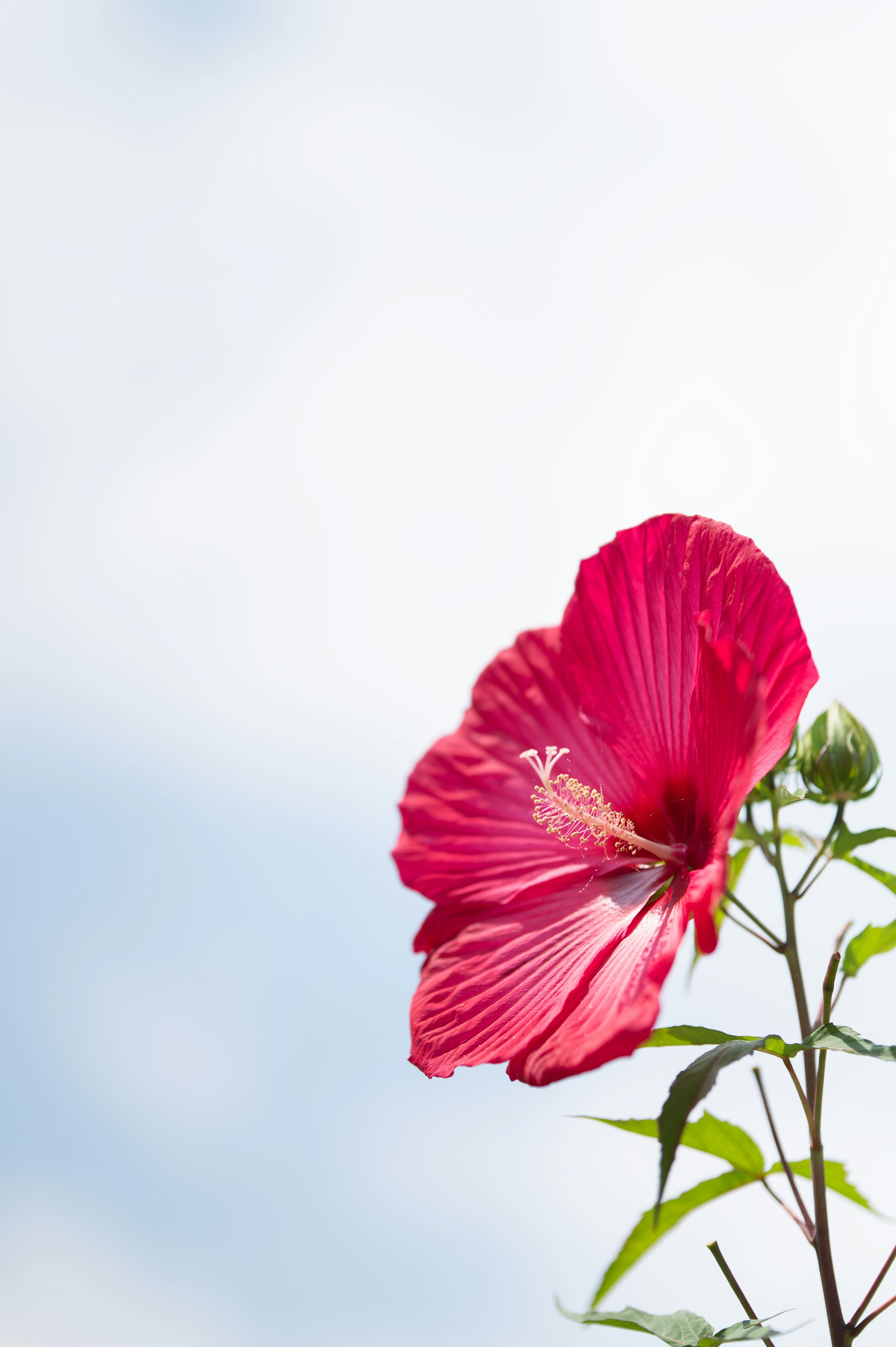 Fleur d'hibiscus rose épanouie sous un ciel bleu