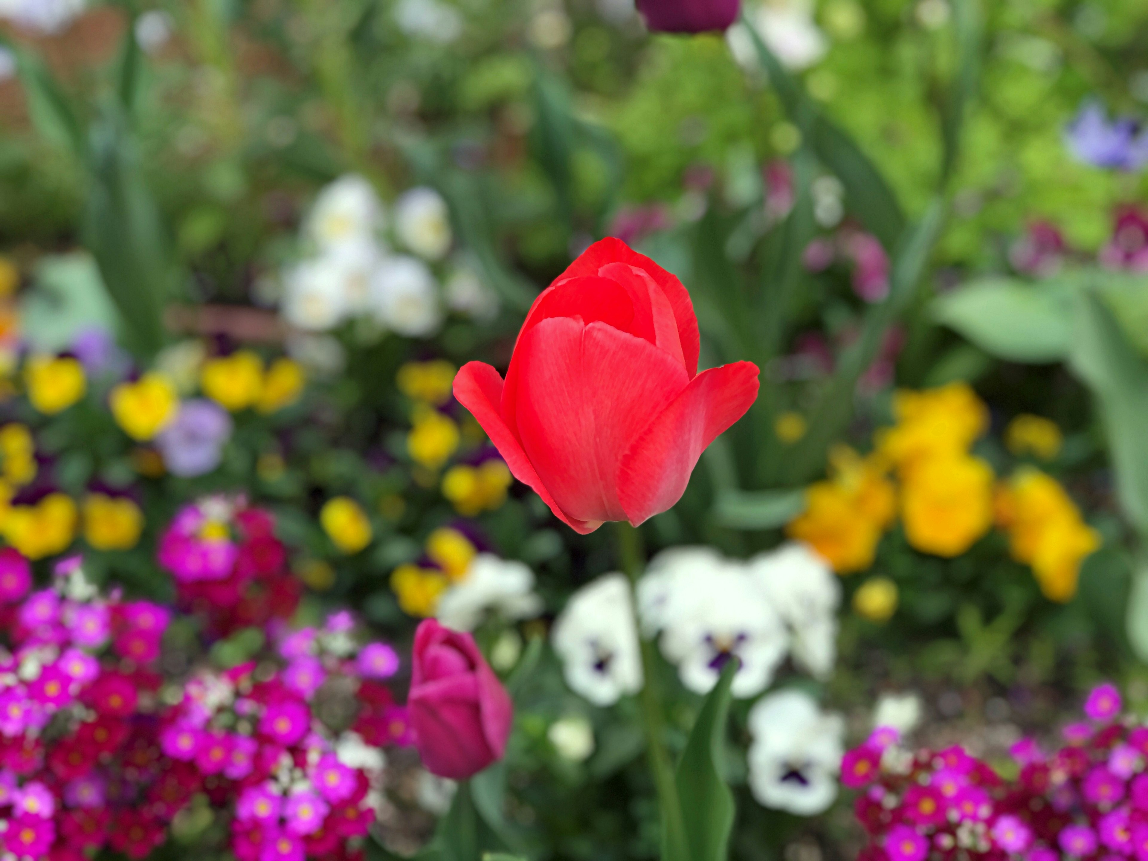 Sebuah tulip merah cerah di taman dikelilingi bunga berwarna-warni