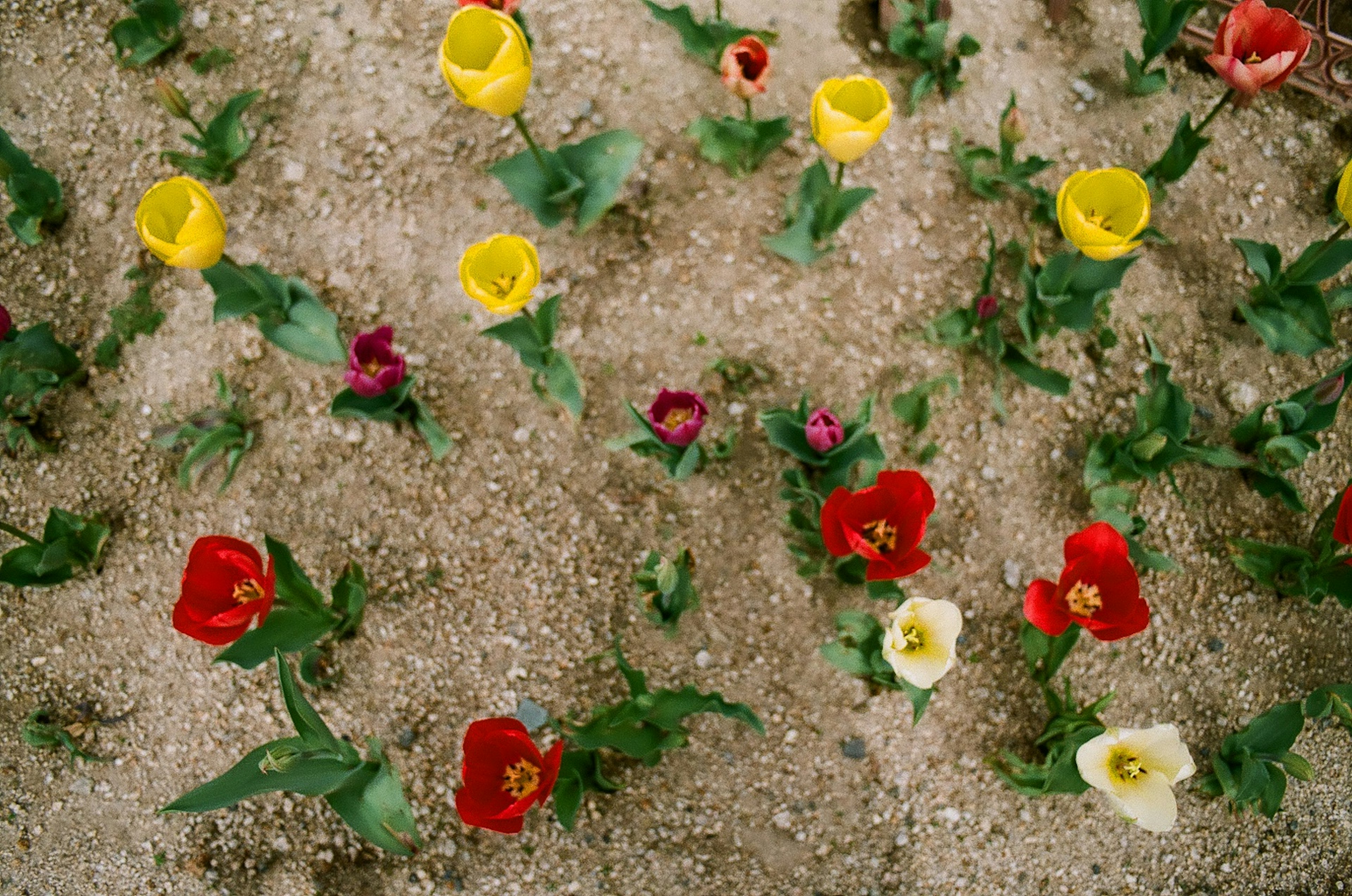 赤、黄色、白の花が砂地に咲いている風景