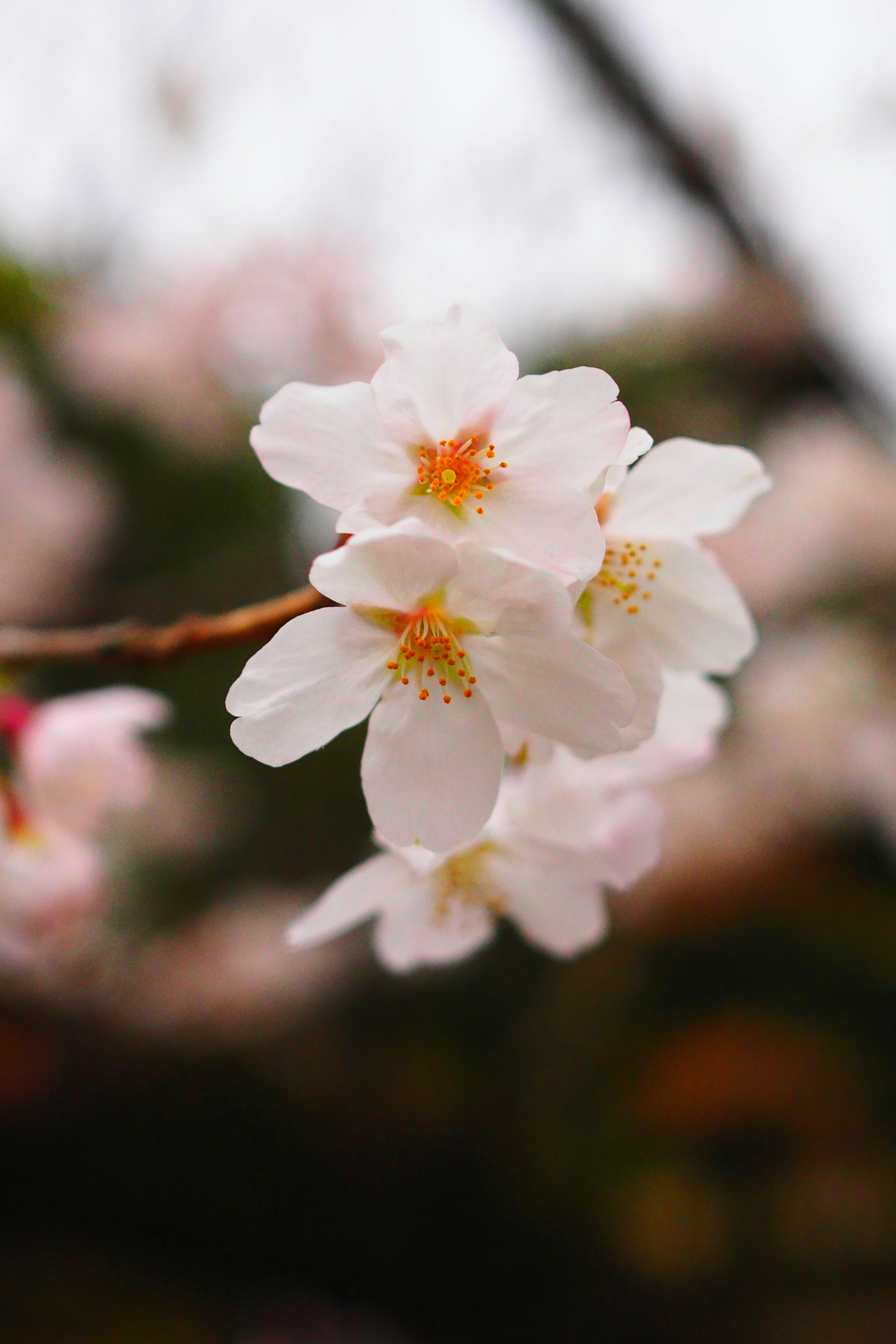 Acercamiento de flores de cerezo con pétalos blancos y centros naranjas