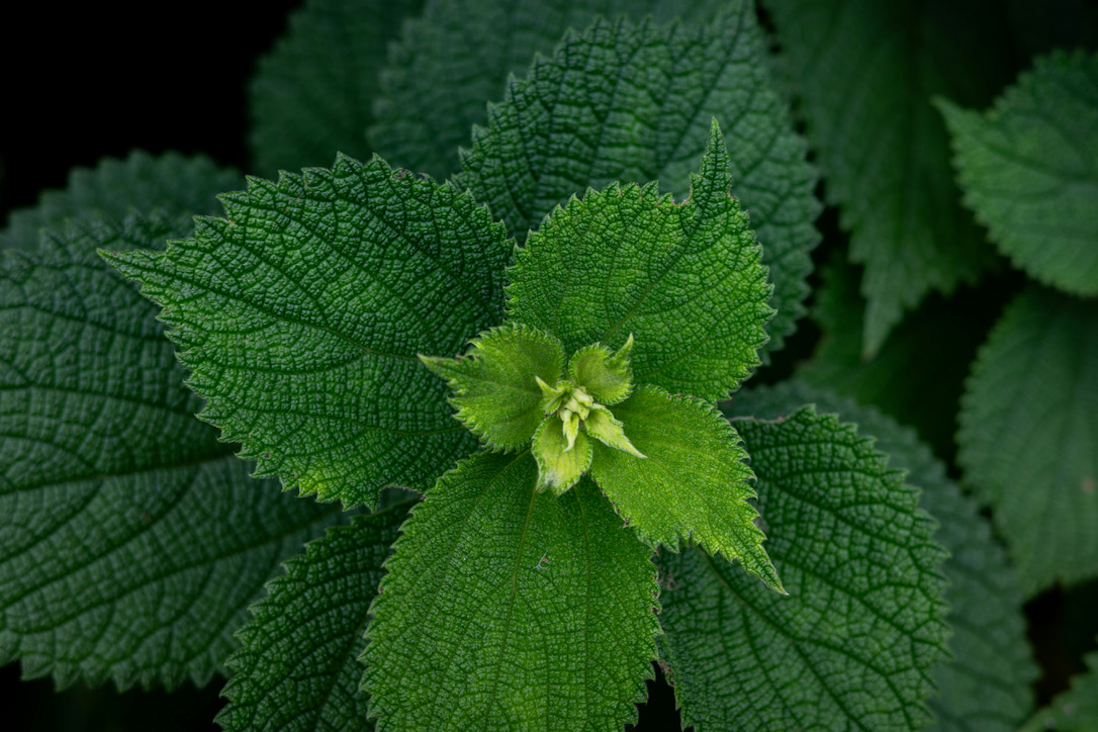 緑色の葉が密集した植物のクローズアップ 新しい芽が中心にある