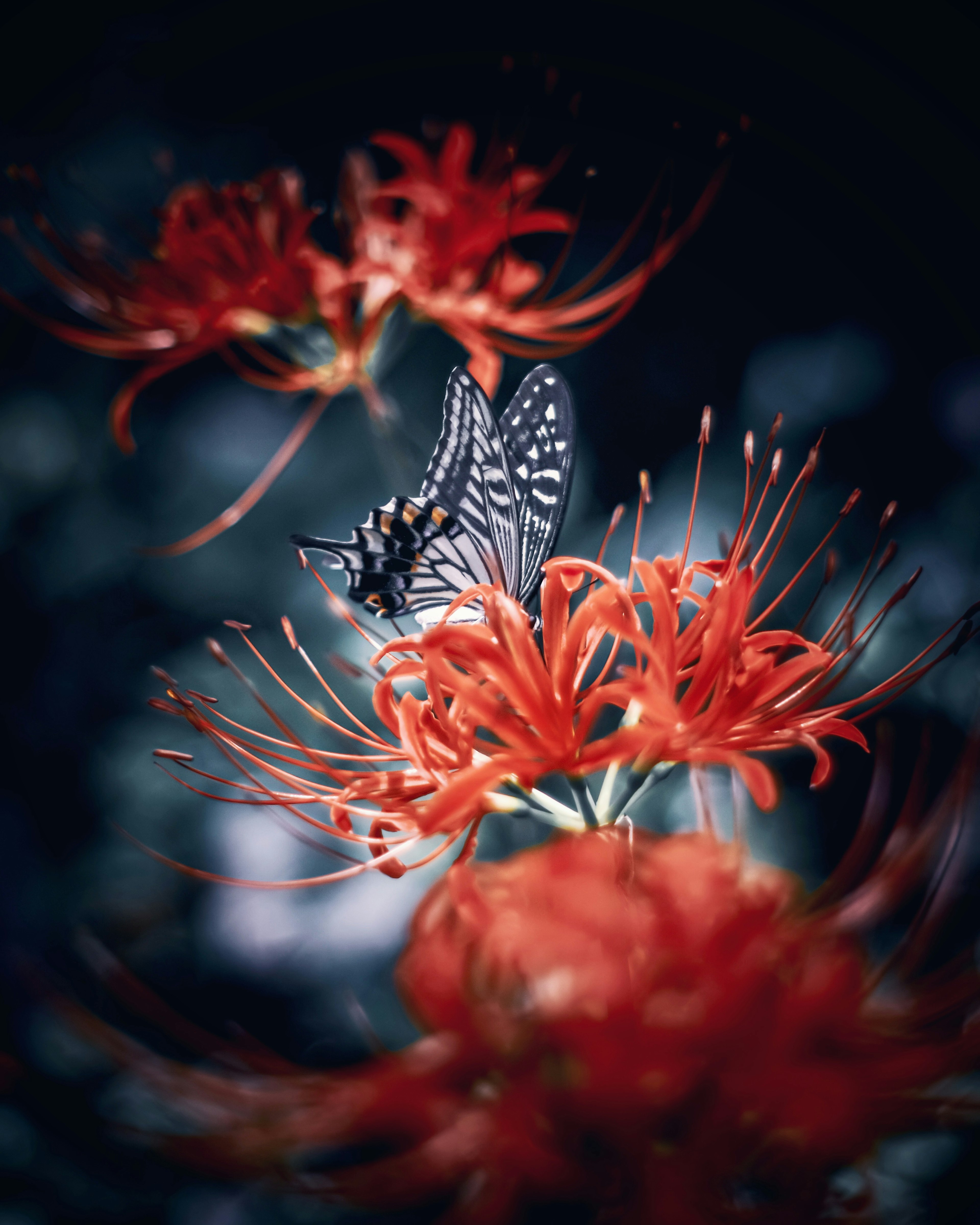 A butterfly perched on vibrant red spider lilies against a dark background