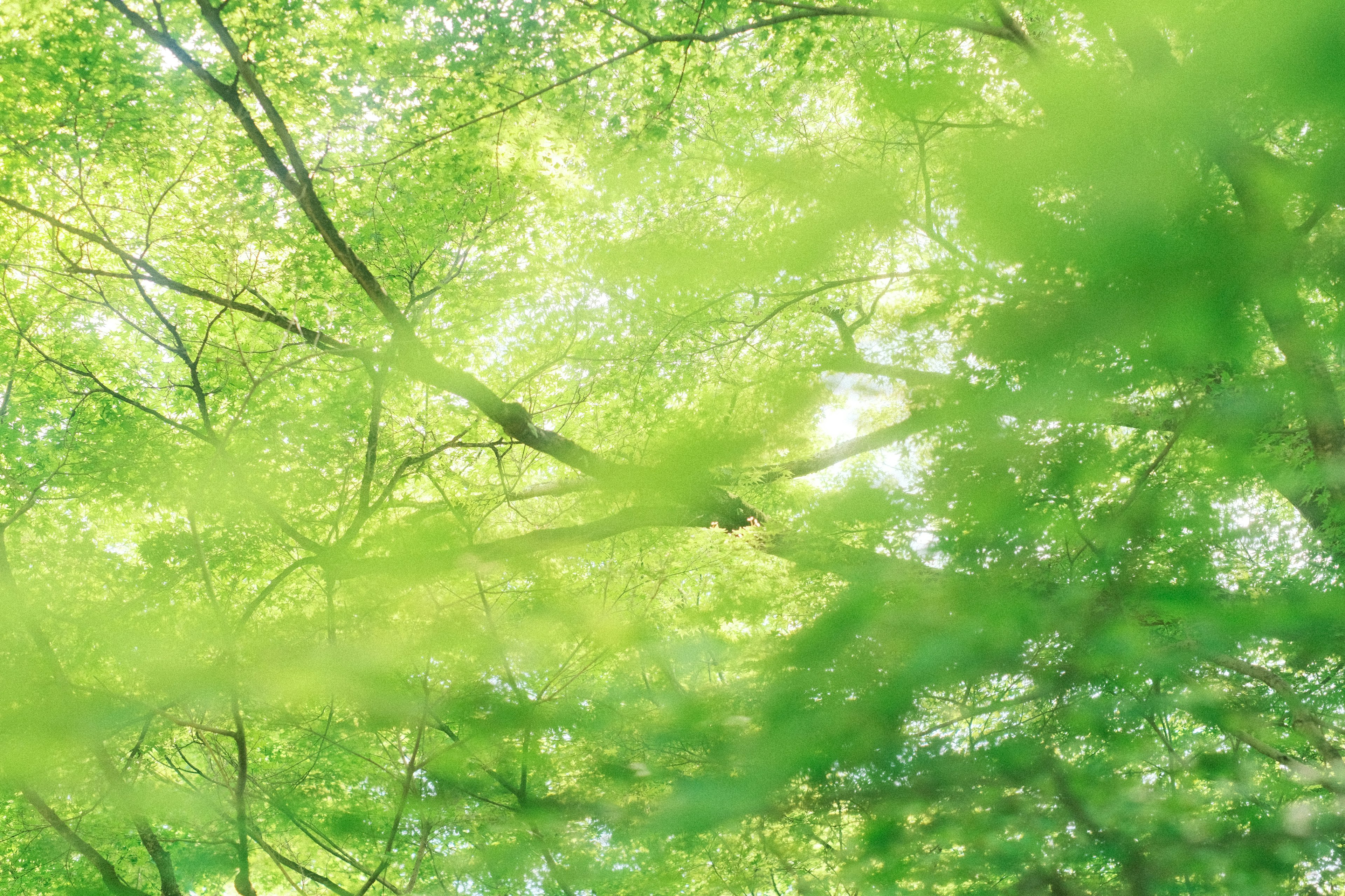 Lumière filtrant à travers des feuilles vertes luxuriantes