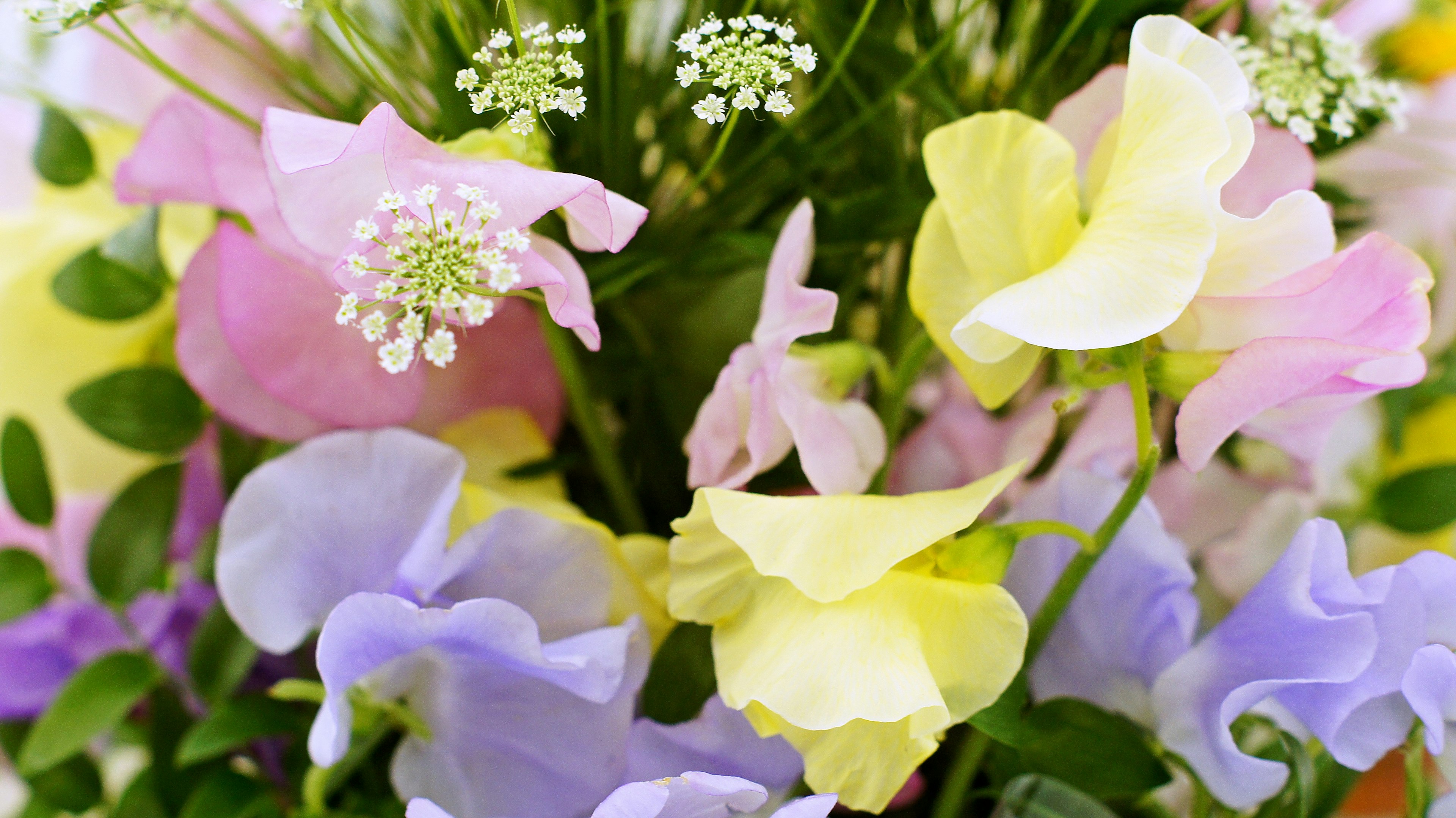 Un magnifique bouquet de fleurs colorées